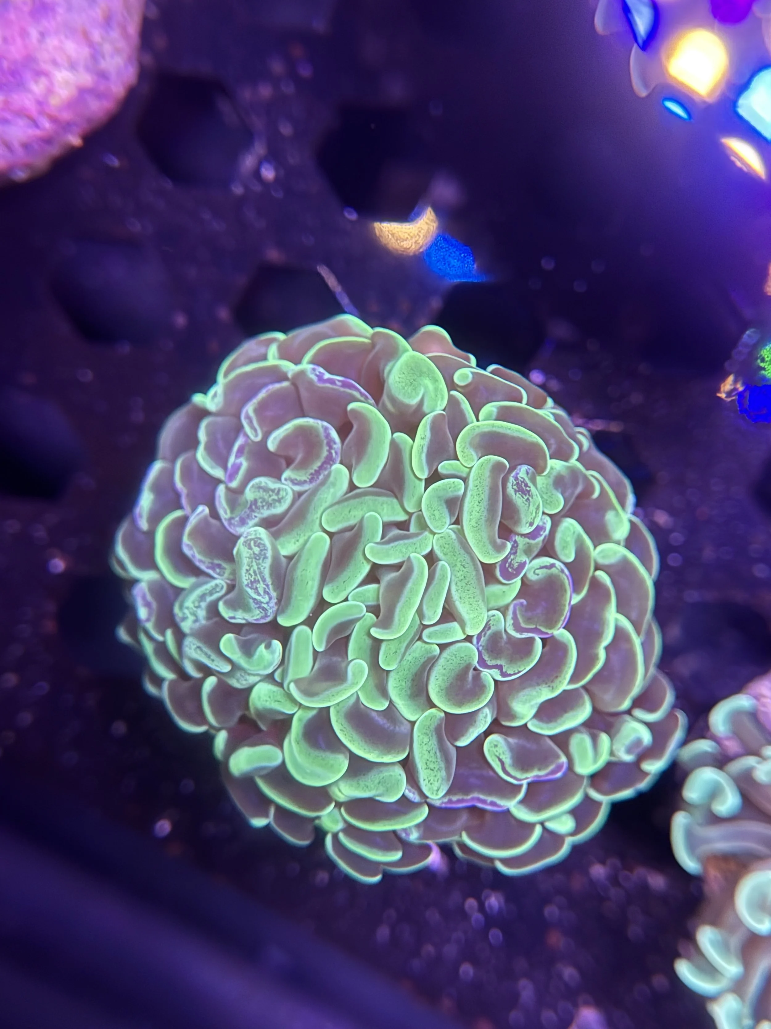 Colossal Splatter Hammer