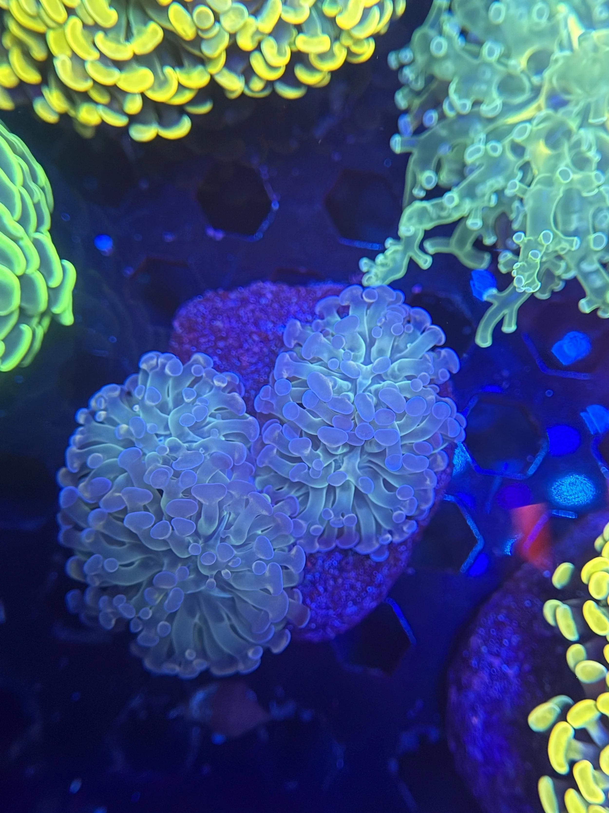 Purple Hammer Mini Colony $80.JPG