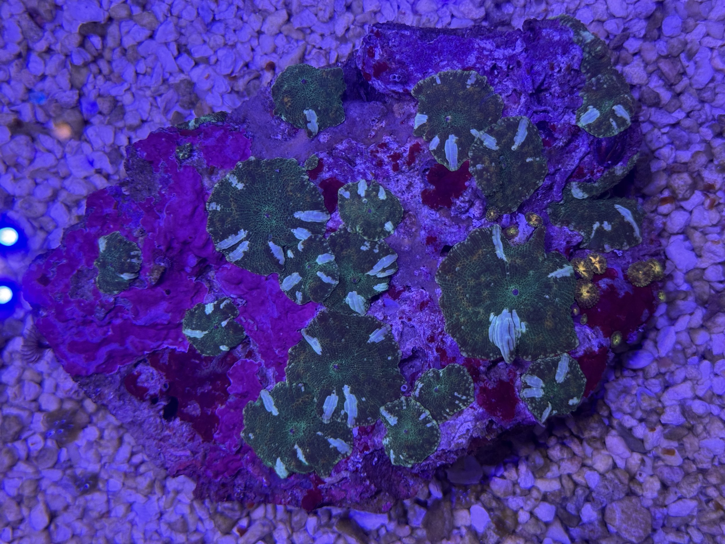 PAINTED FROG DISCO MUSHROOM