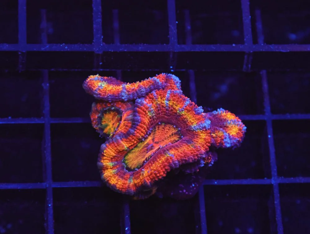 B23 -Aussie Rainbow Acan Lord — Special Order [SDC-B23]