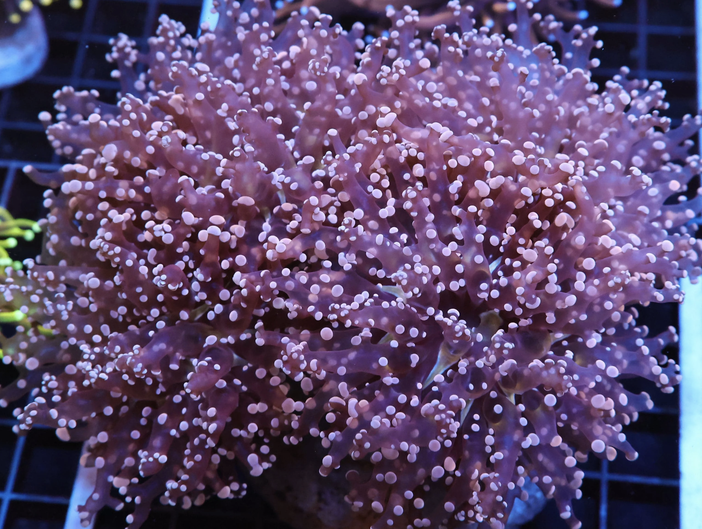 Peach Frogspawn 4 Heads.png