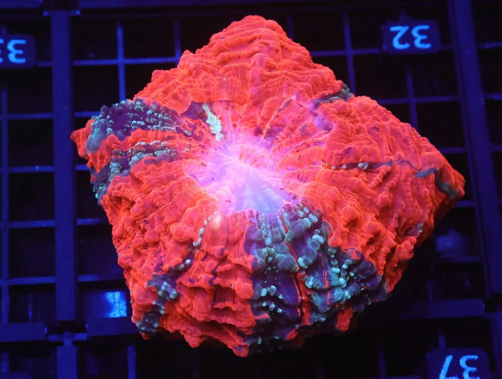 B32 -Malaysian Volcanic Explosion Acanthophyllia — Special Order [SDC-B32]
