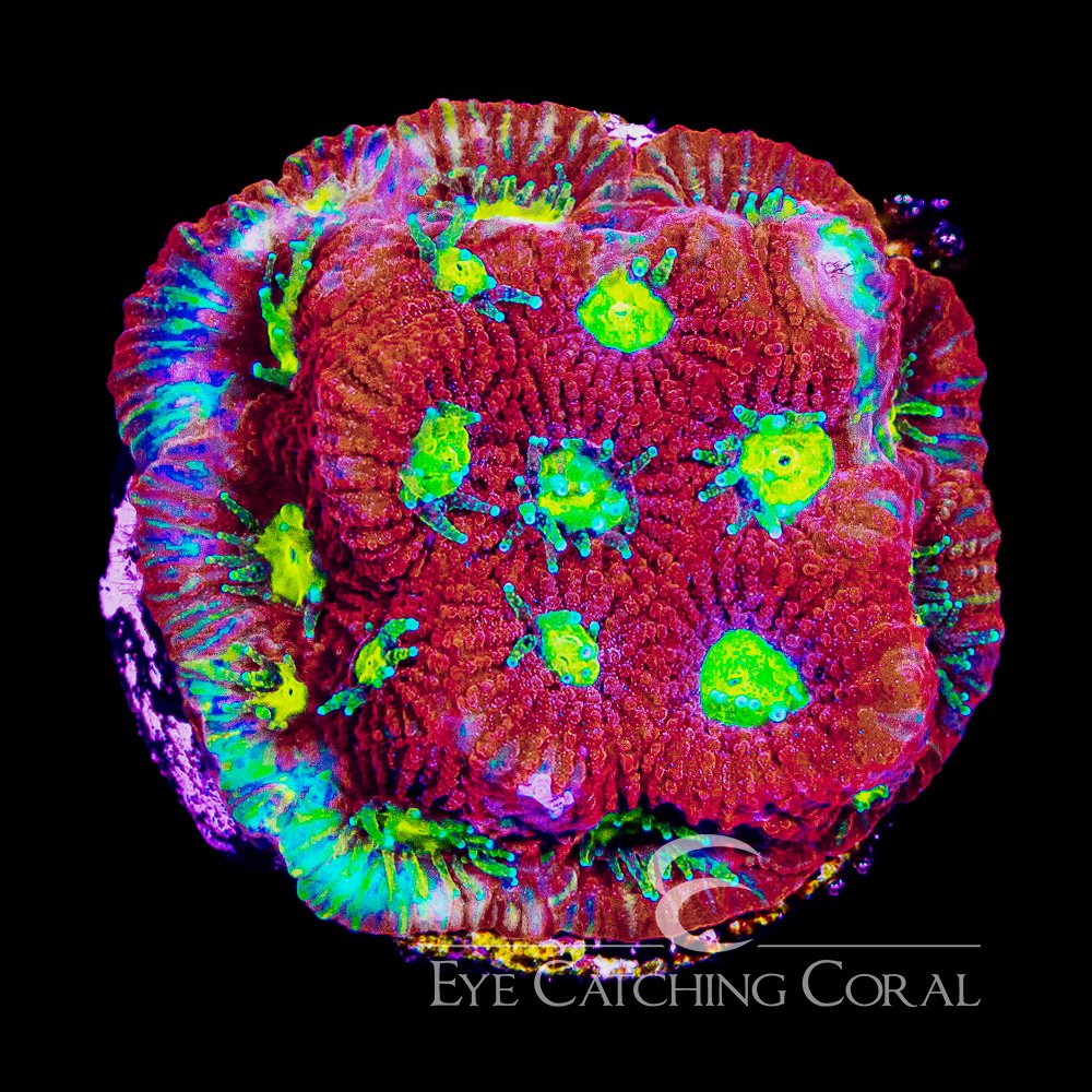 ECC Flame Crest Favia Frag — Special Order [AC1171]