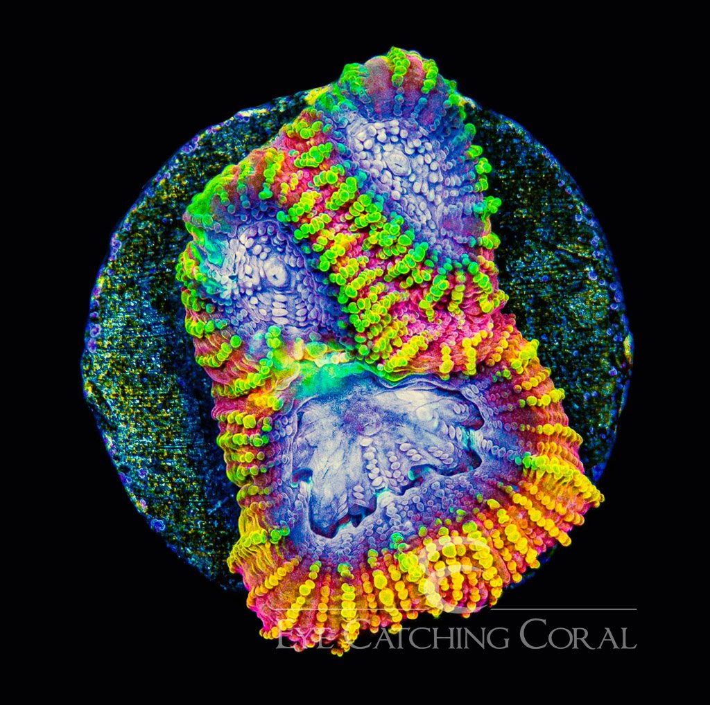 ECC Burning Passion Favia Frag — Special Order [AC949]