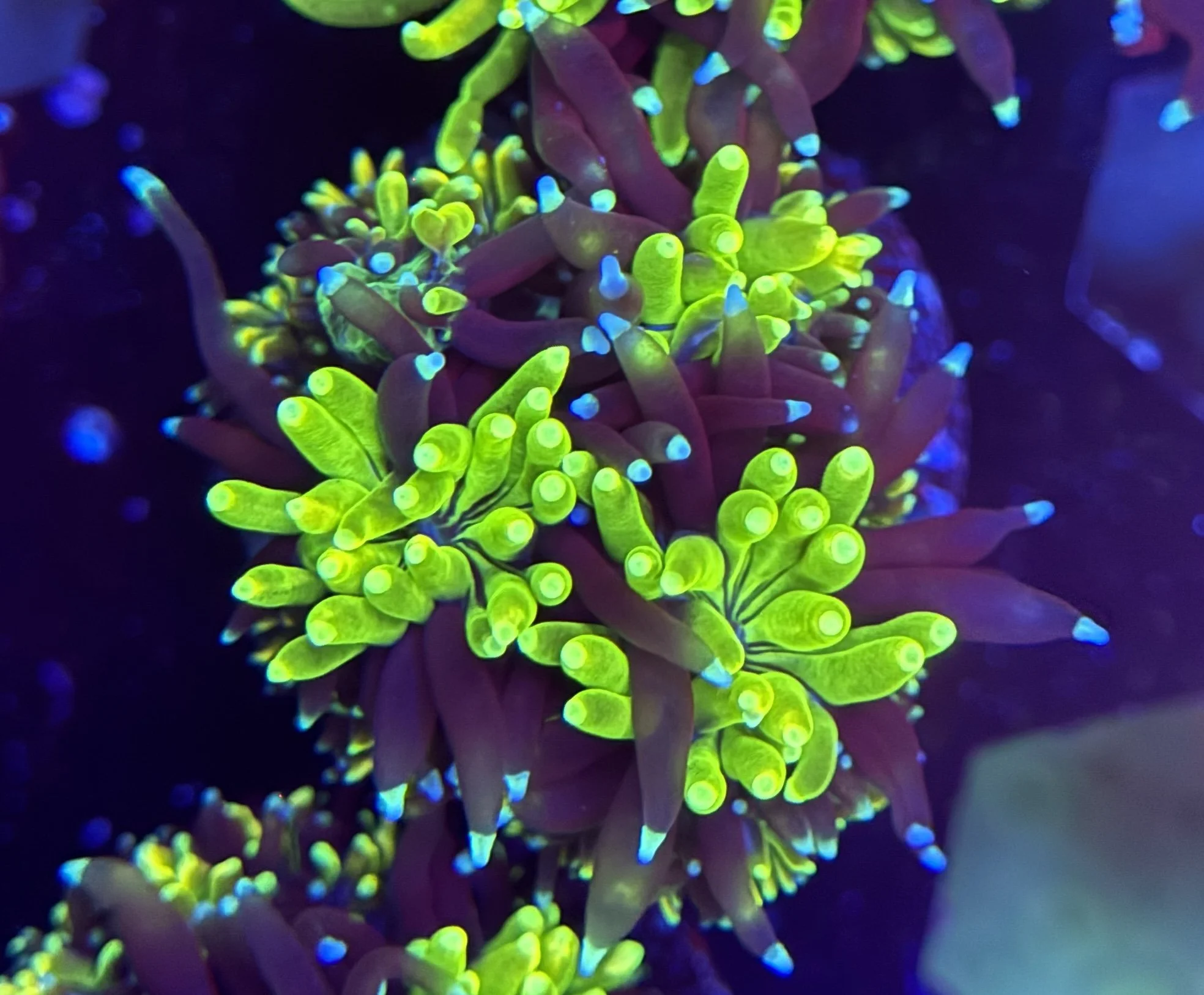 Galaxy Frag 002