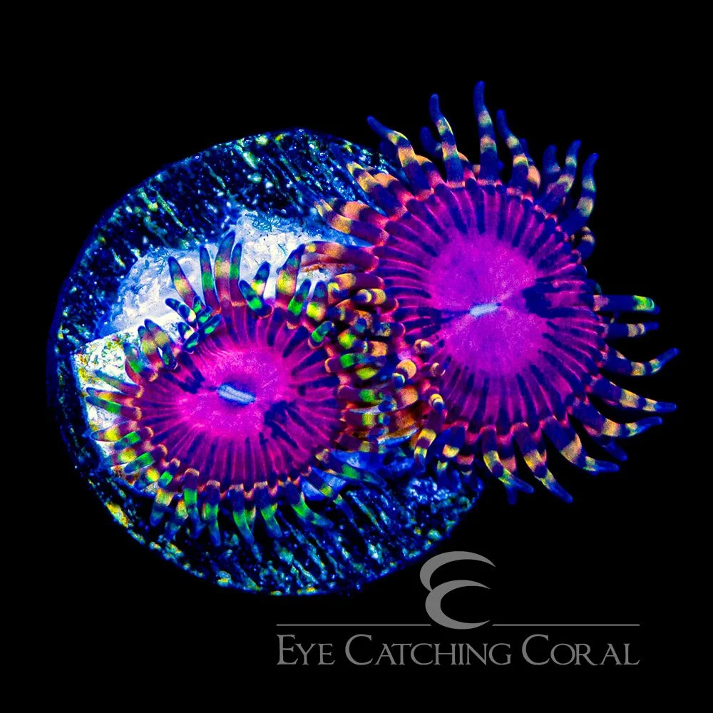 ECC Super Fruit Zoanthid Frag (2+Polyp Average) — Special Order [AC1025]
