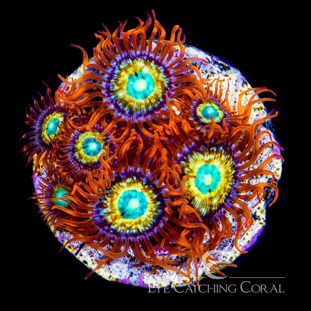 ECC Shatterfield Zoanthid Frag (4+ Polyp Average) — Special Order [AC409]