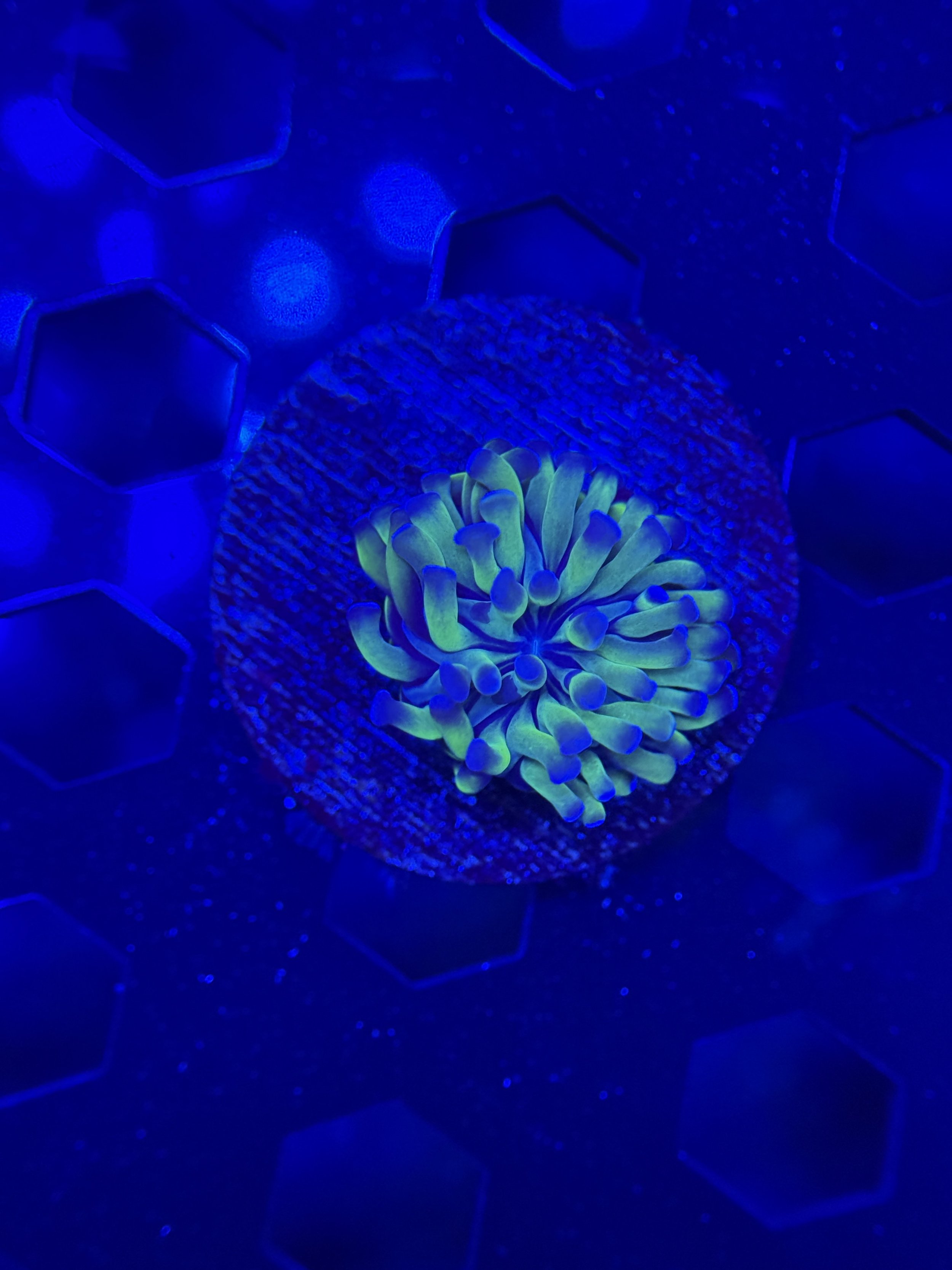 Purple Tips Hammer Frag