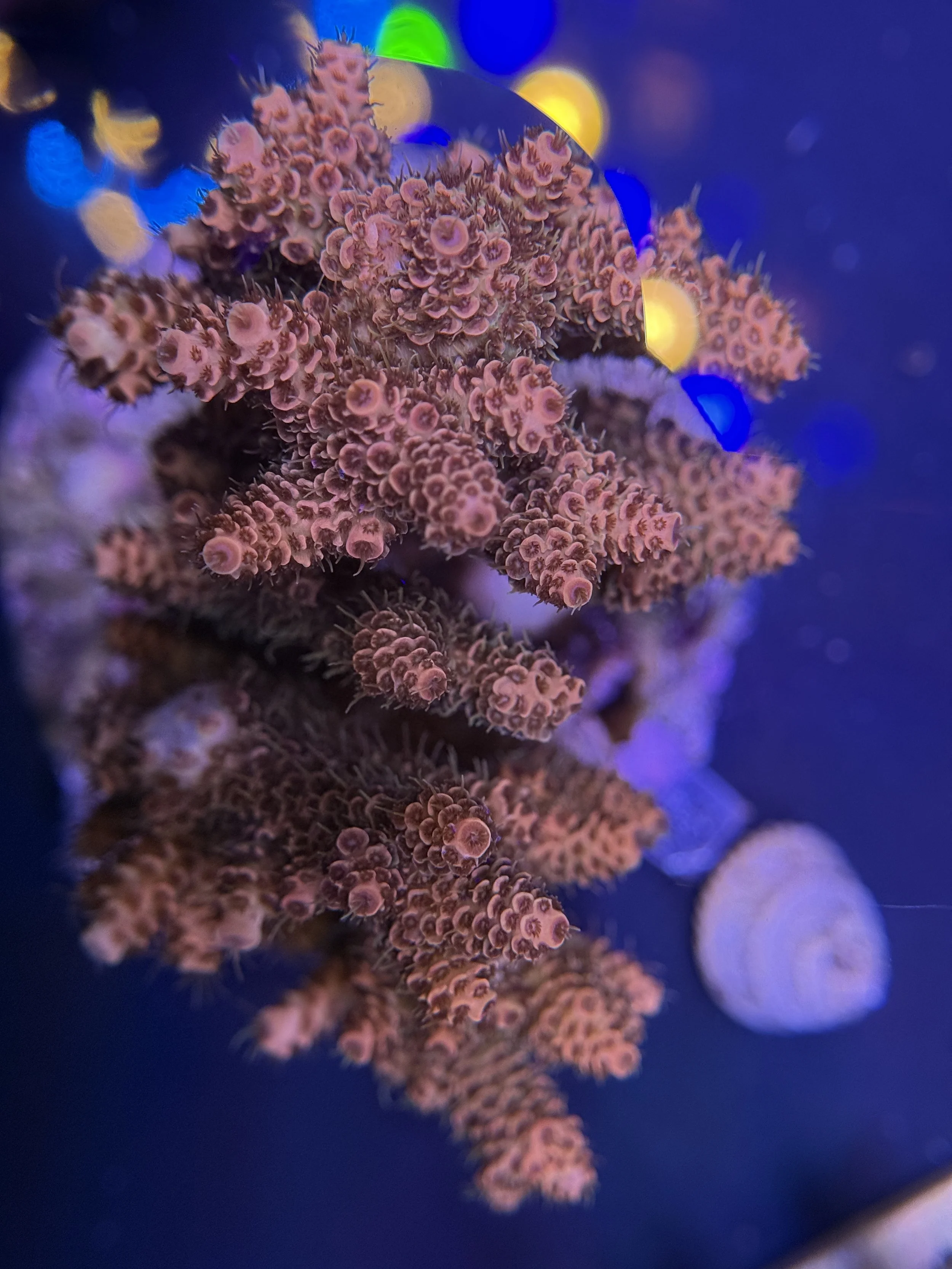 Sunrise Millie Acropora Cultured