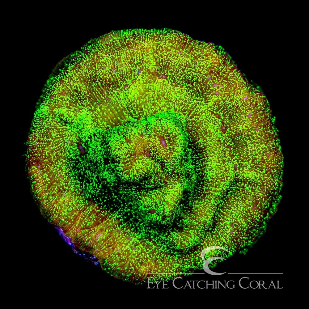 ECC Shattered Light Leptoseris Frag — Special Order [AC384]