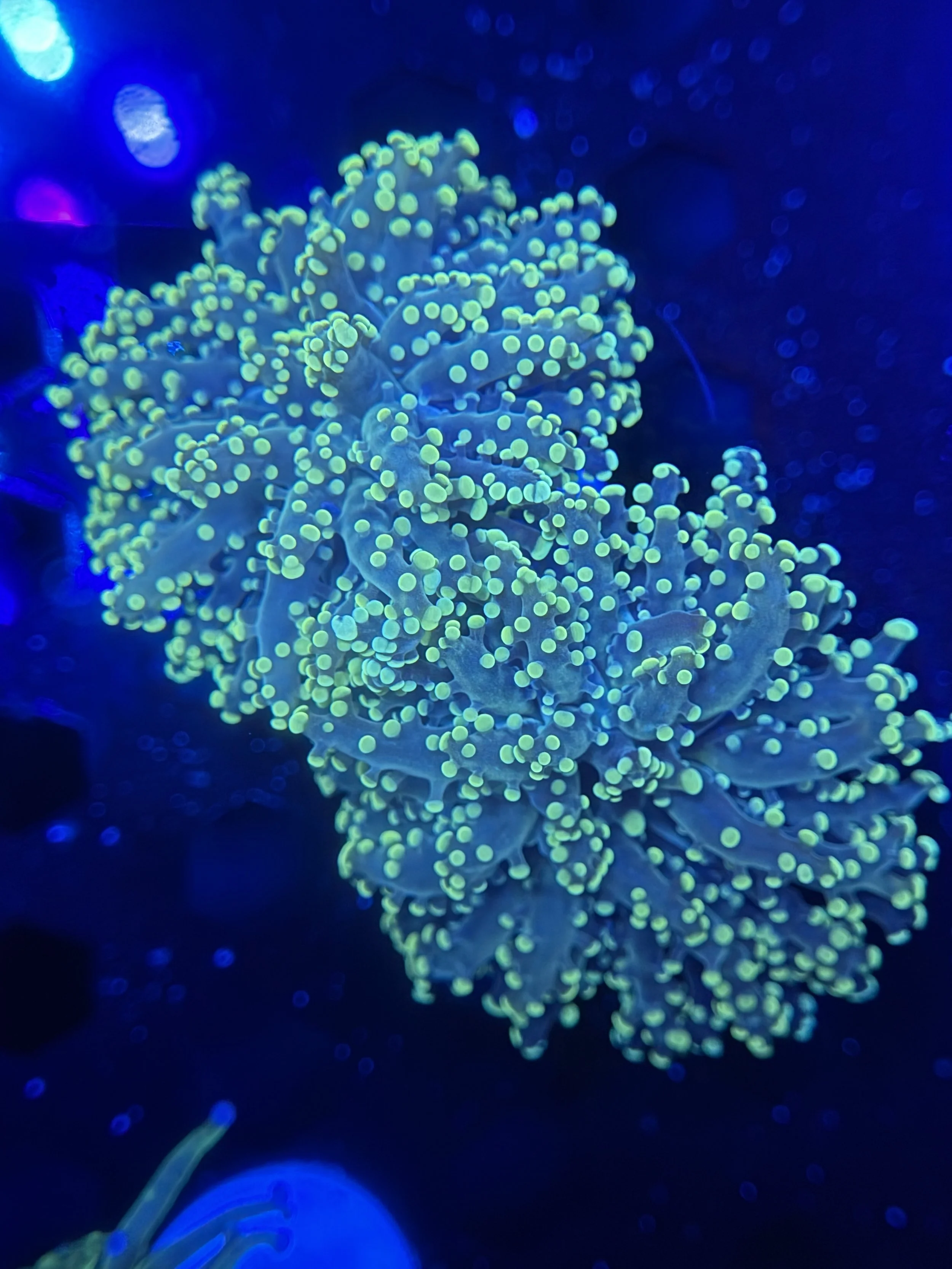 Gamma Ray Frogspawn 2 Heads