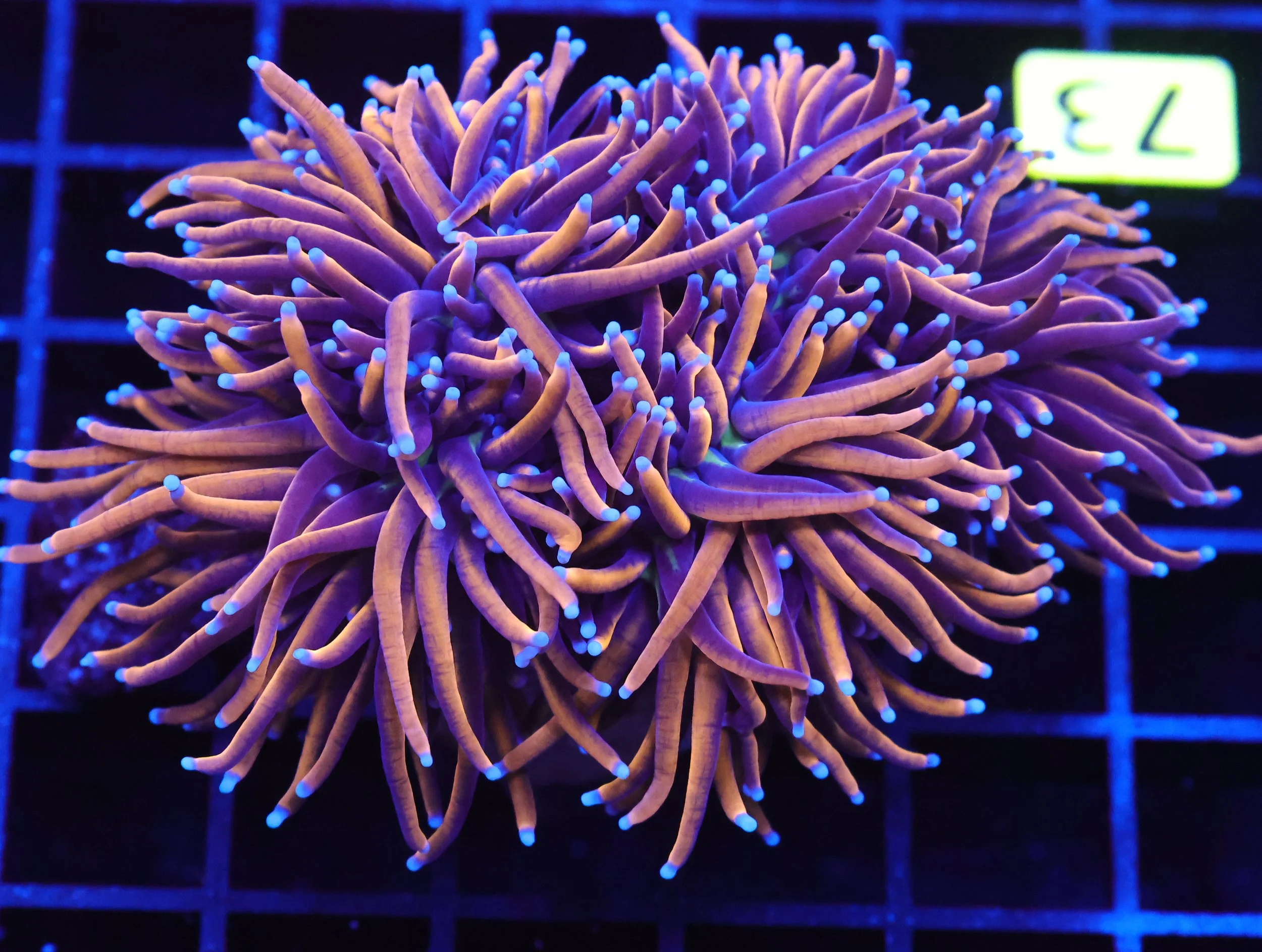 Gold Torch Blue Tip 3 Heads