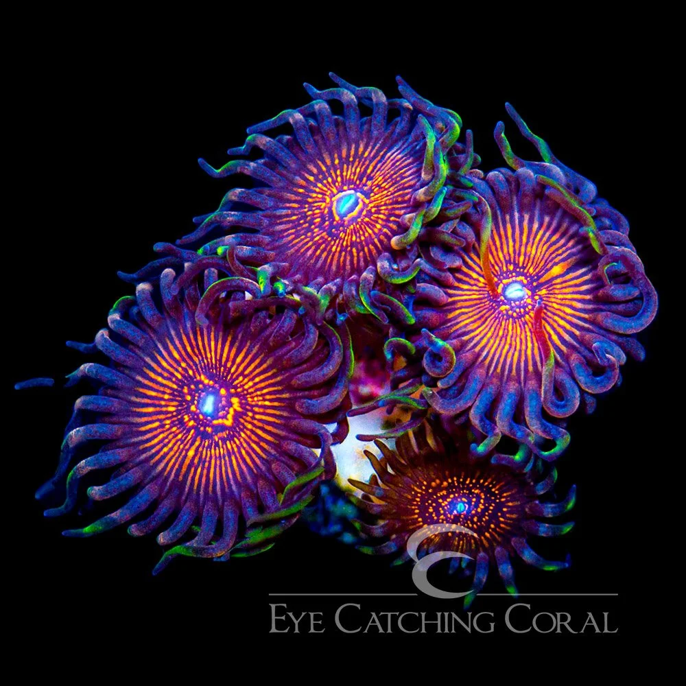 ECC Night Crawlers Zoanthid Frag (4+ Polyp Average) — Special Order [AC447]