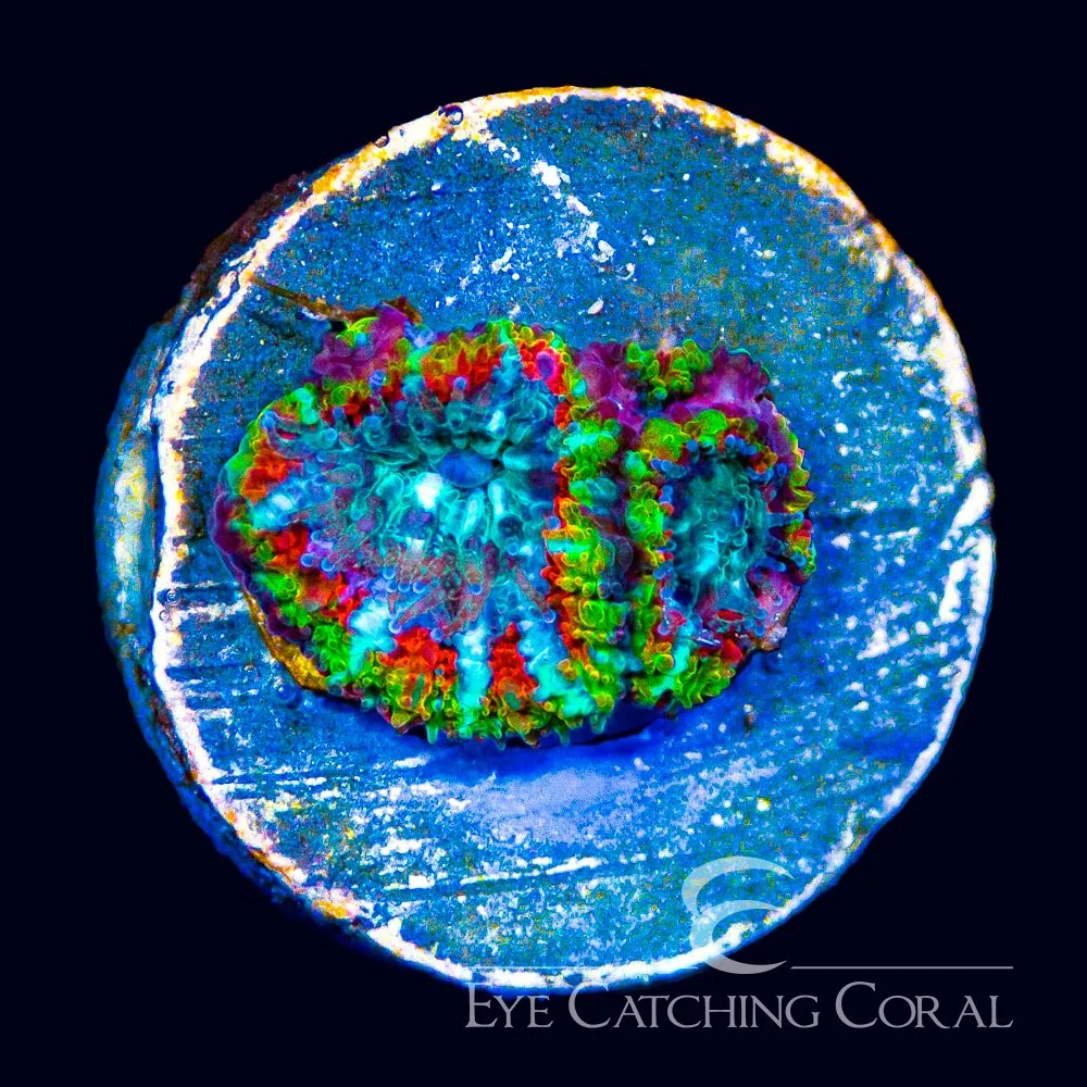 ECC Elemental Fusion Micromussa Frag — Special Order [AC1152]