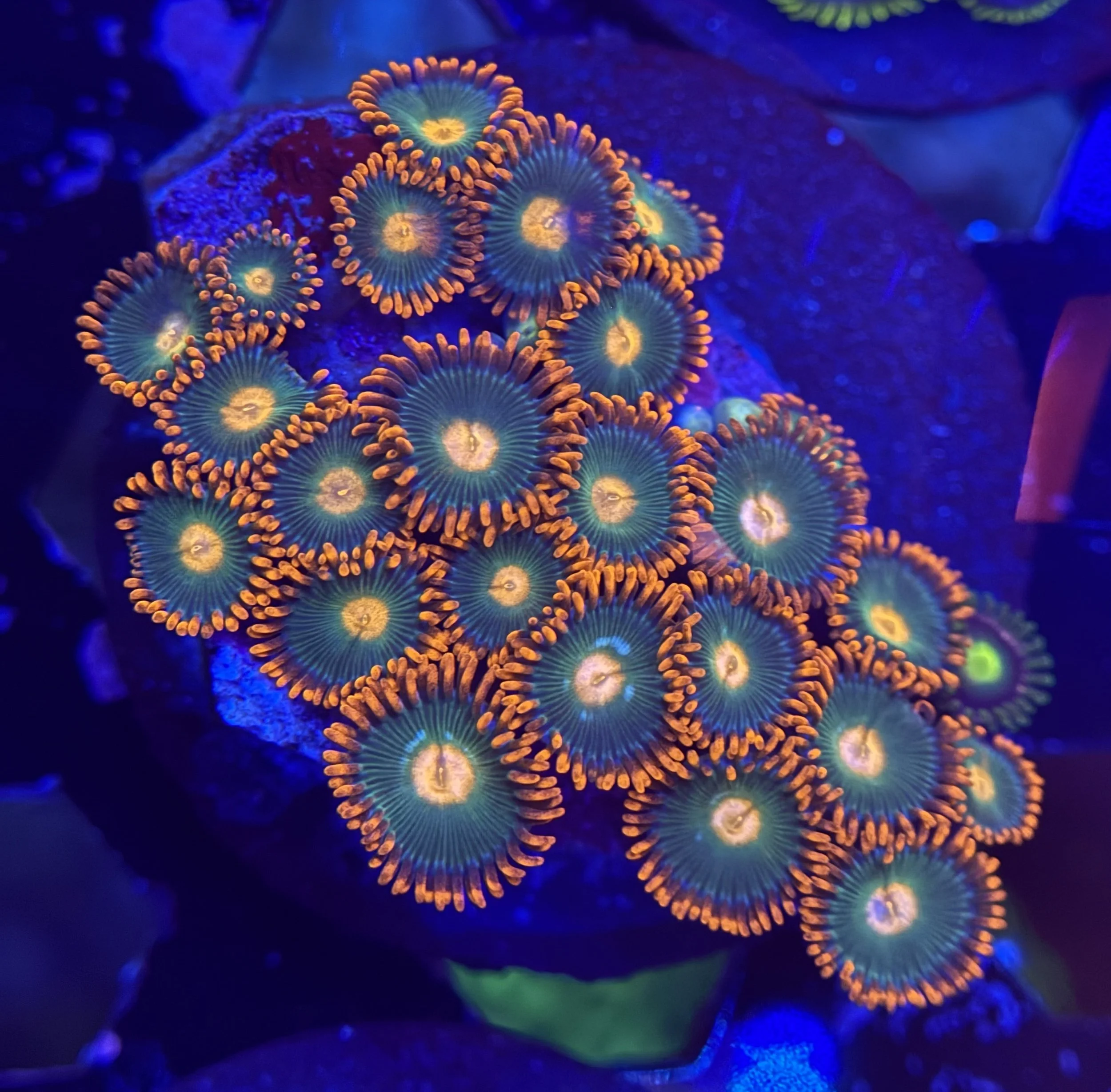 Assorted Zoa Frag 008