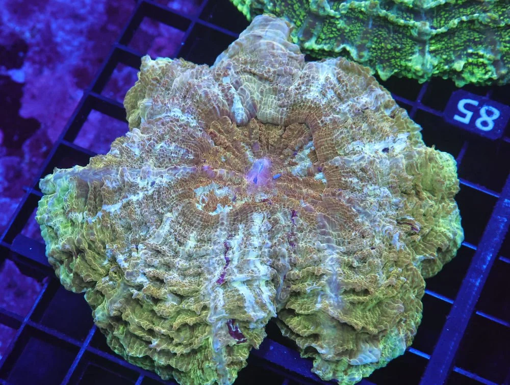 B85 -Indo Pot Of Gold Acanthophyllia — Special Order [SDC-B85]