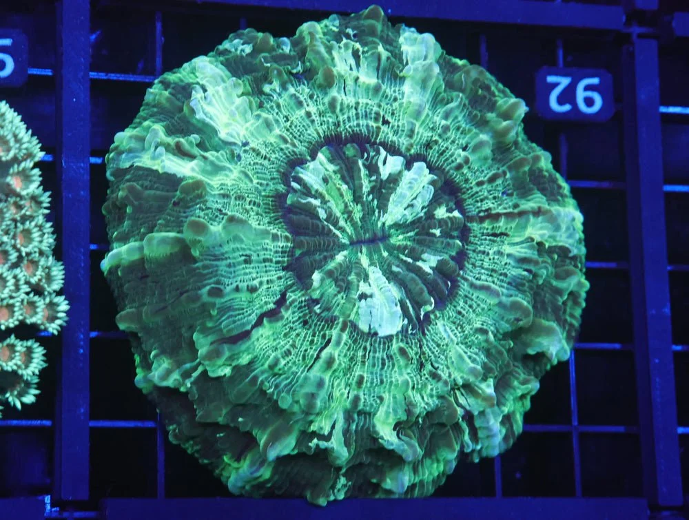 B92 -Aussie Emerald City Acanthophyllia — Special Order [SDC-B92]