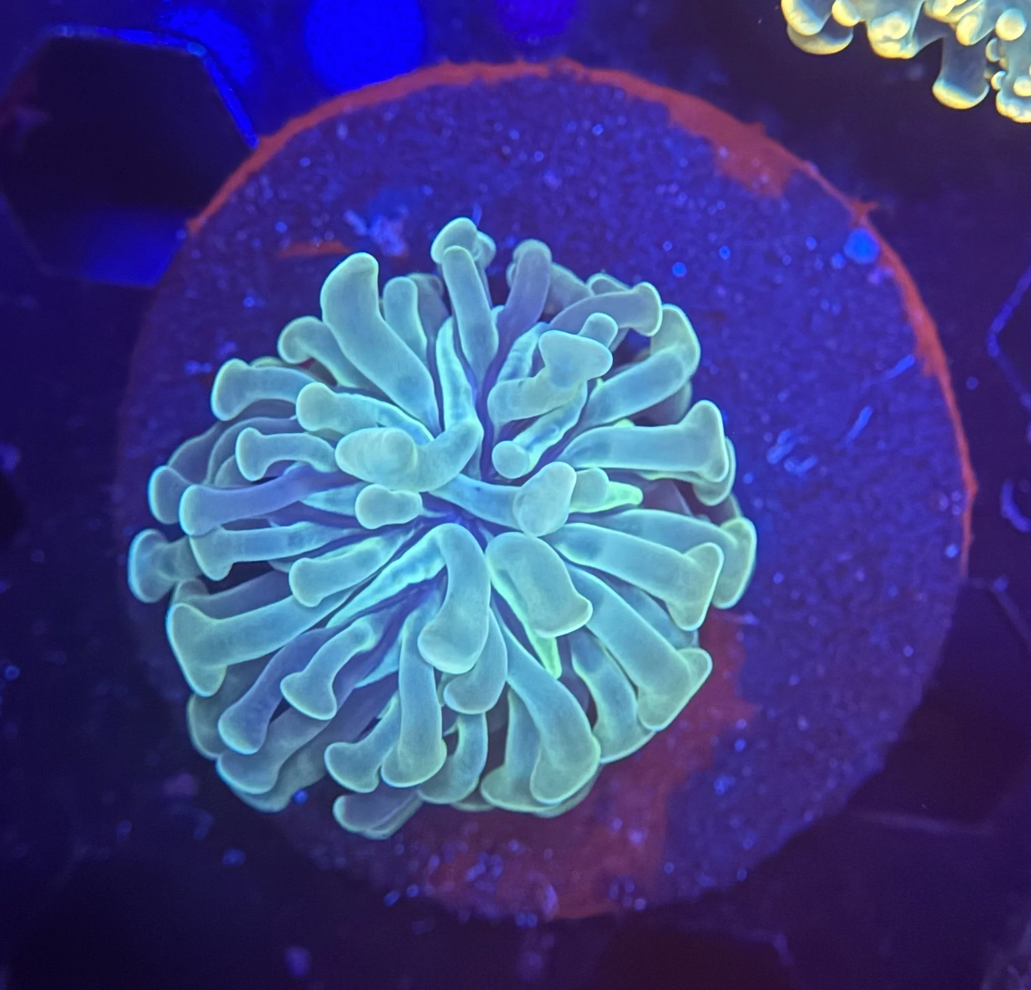 Hammer Frag 006