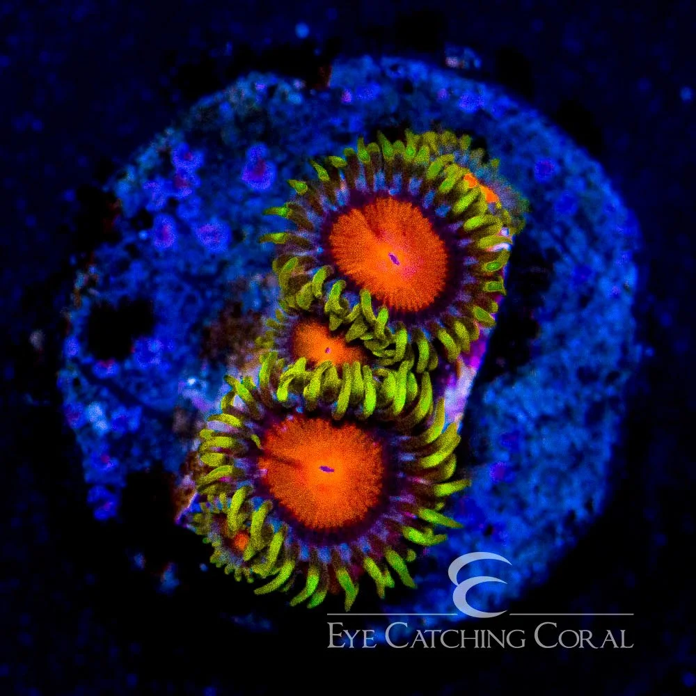 ECC Hyper Color Zoanthid Frag (4+ Polyp Average) — Special Order [AC272]