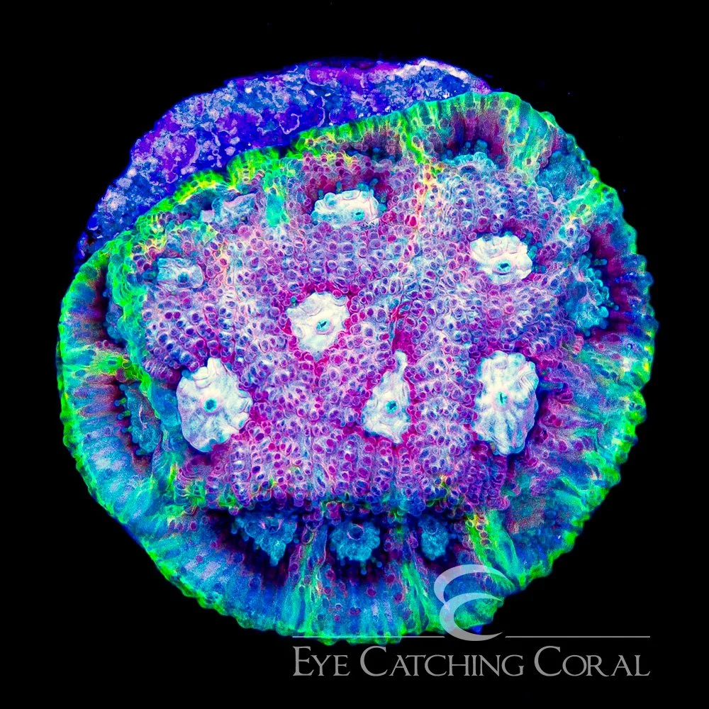 ECC Peace Coral Favia Frag — Special Order [AC1099]