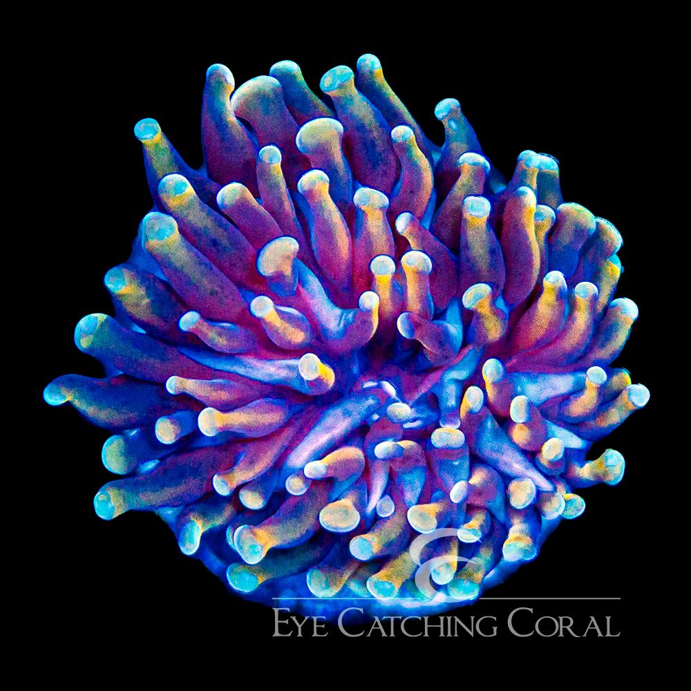 ECC Golden Gate Hammer Frag — Special Order [AC1202]