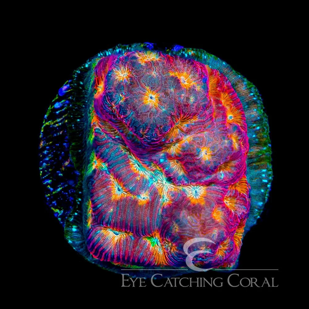 ECC Prime Time Leptoseris Frag — Special Order [AC1030]