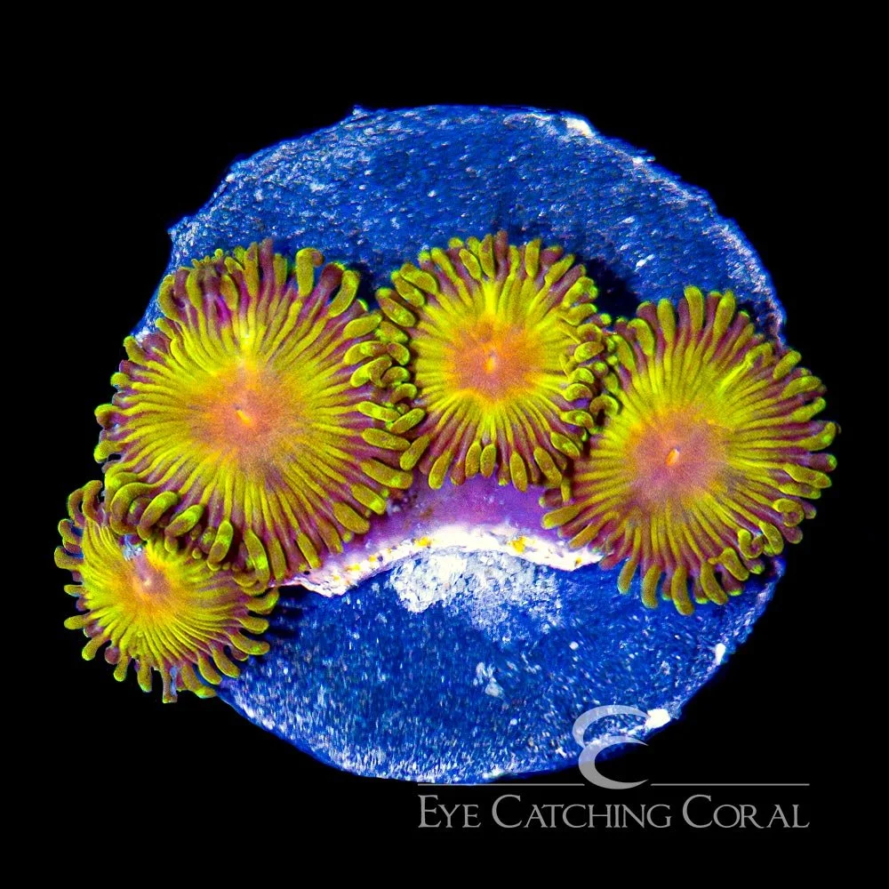 ECC Impastas Zoanthid Frag (4+ Polyp Average) — Special Order [AC841]