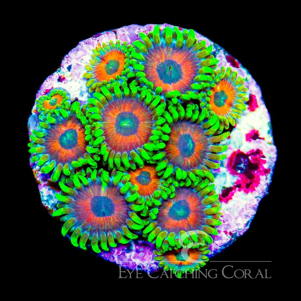 ECC Eagle Eye 2.0 Zoanthid Frag (4+ Polyp Average) — Special Order [AC793]