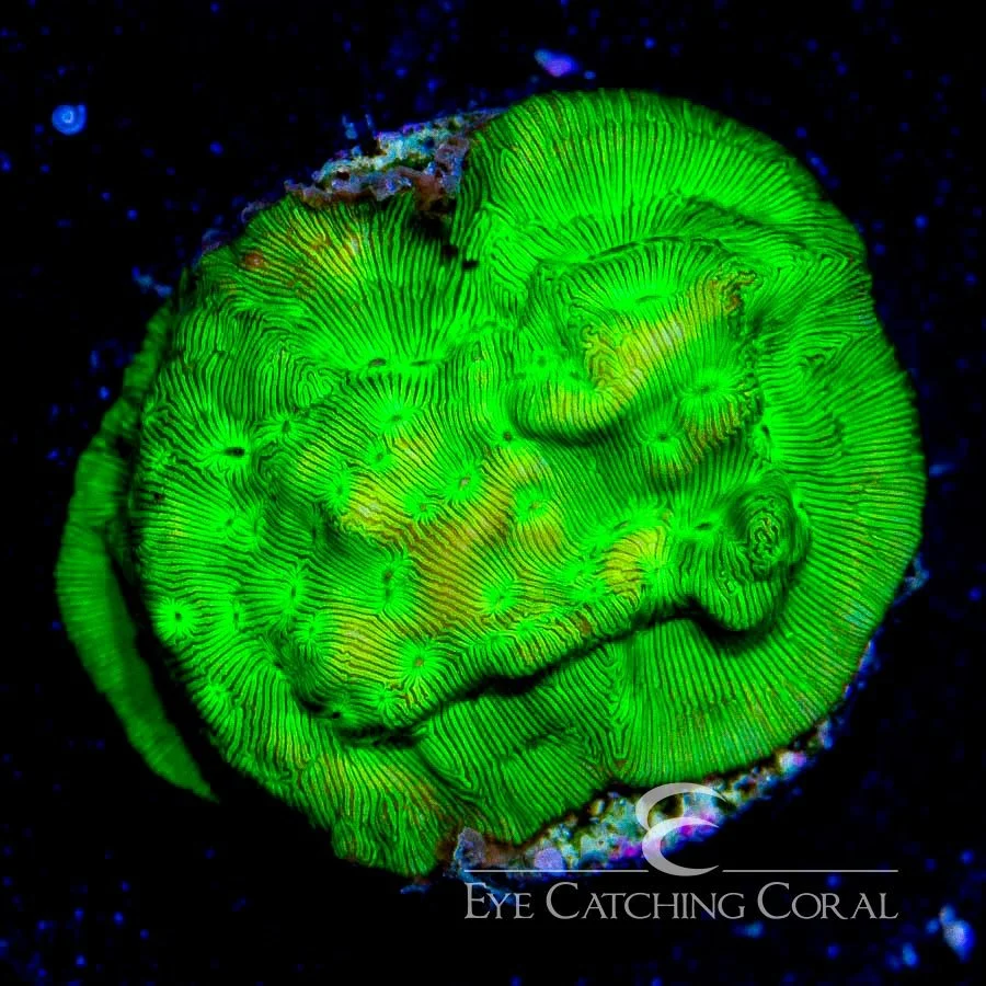 ECC Kiwi Fusion Leptoseris Frag — Special Order [AC326]
