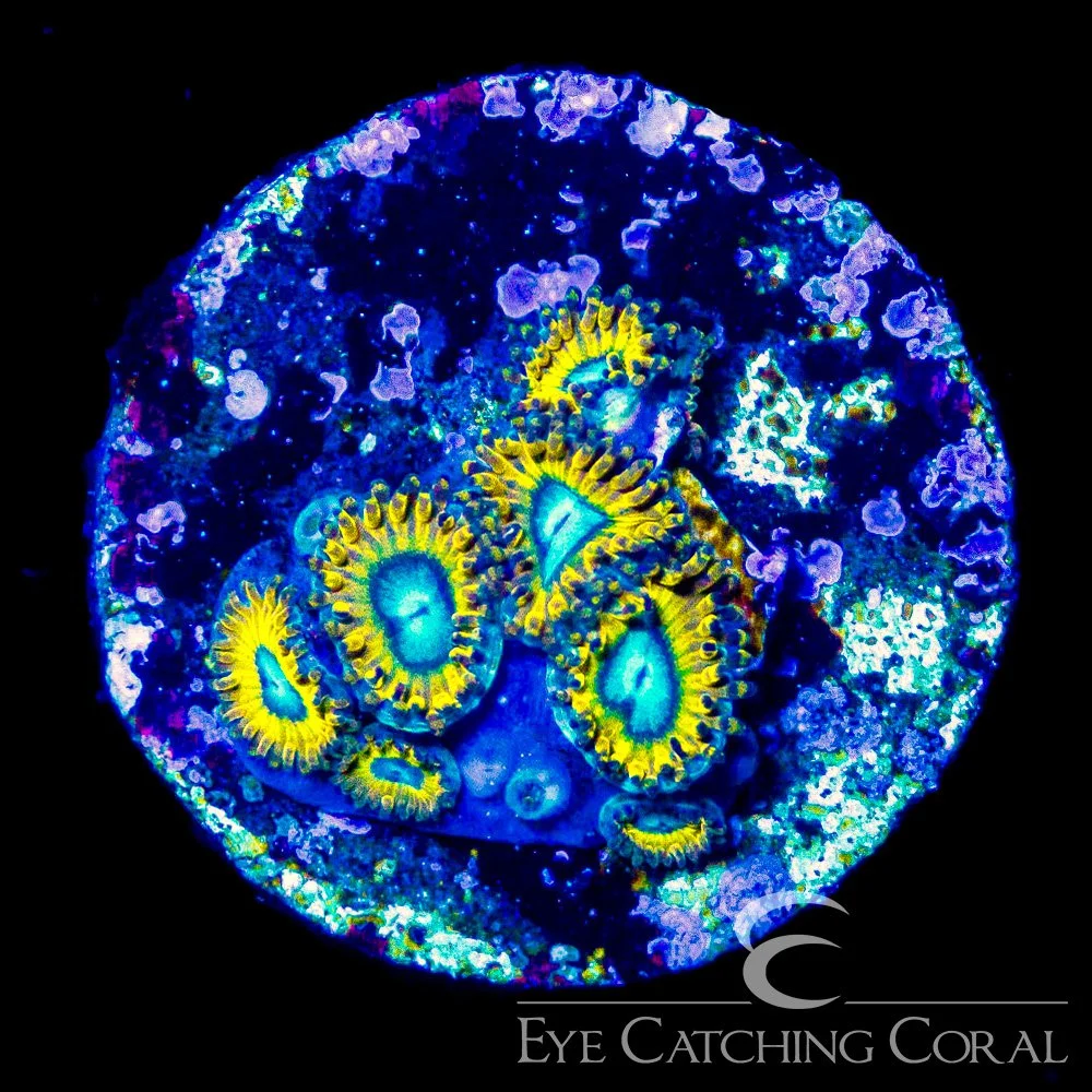 ECC Pikachu Zoa Frag (4+ Polyp Average) — Special Order [AC123]