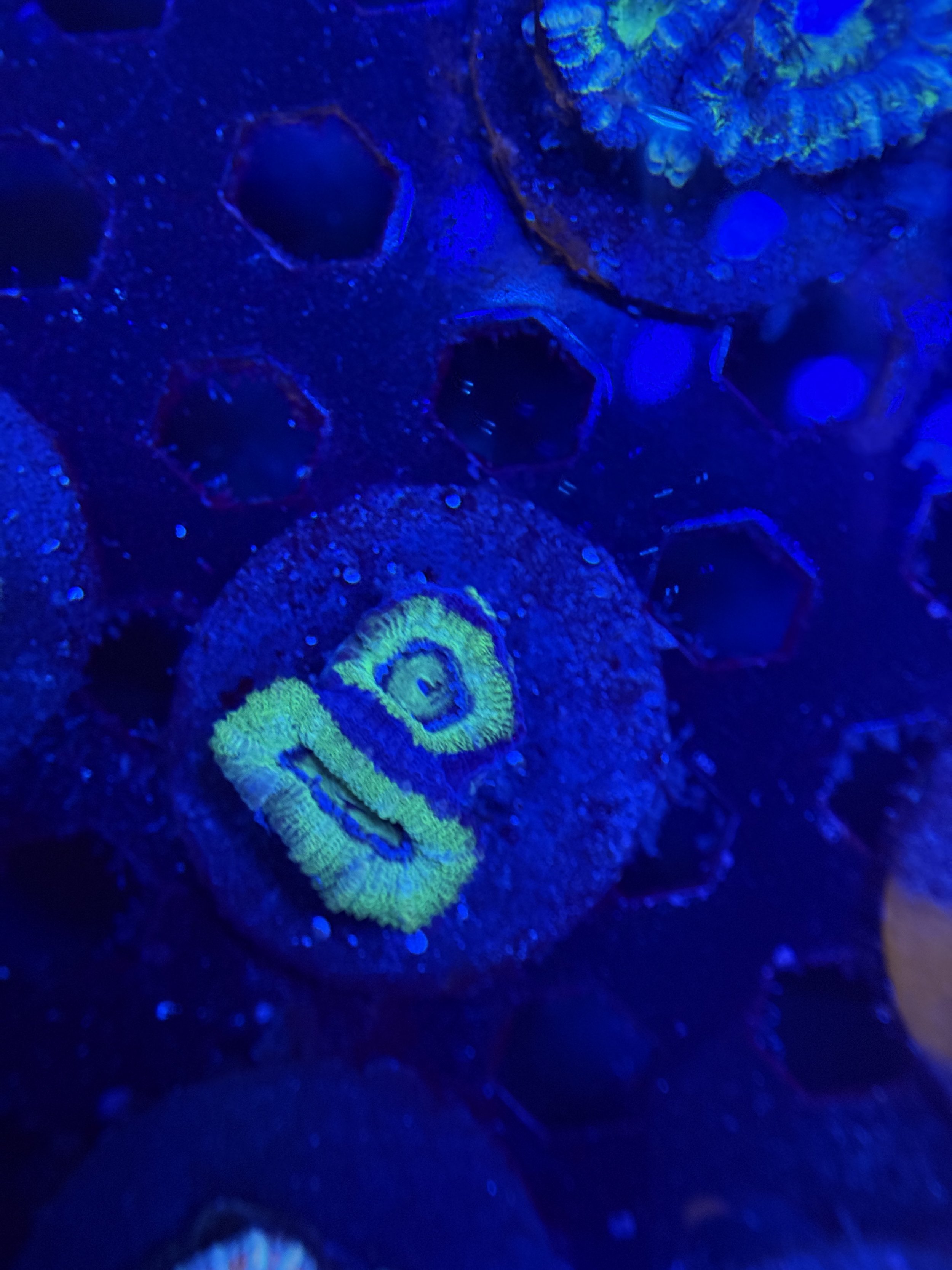 Acan Frag 005