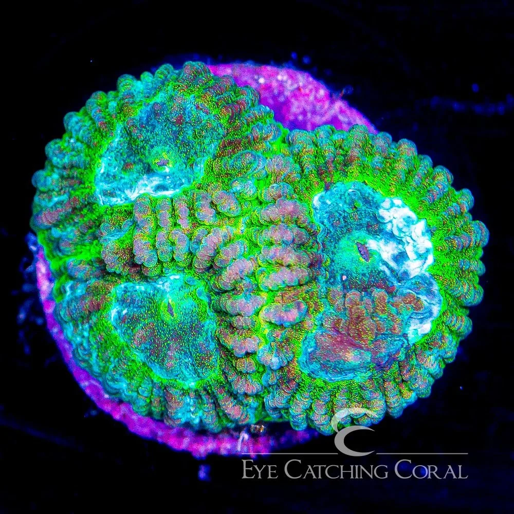 ECC Electric Eyes Favia Frag — Special Order [AC614]