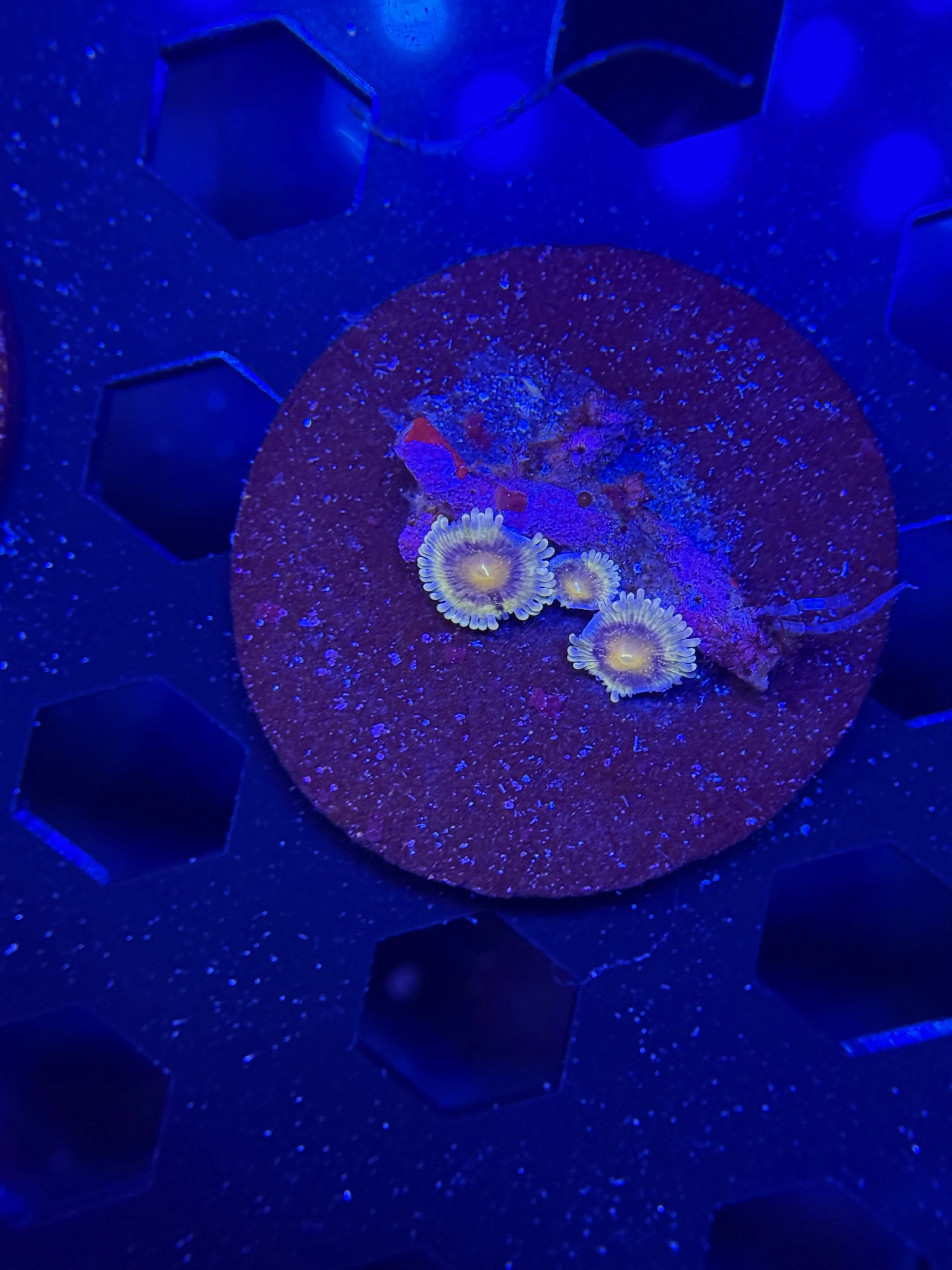 Ultra Zoanthid Frag