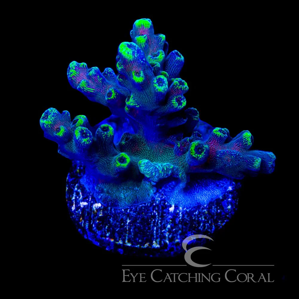 ECC Riptide Acropora Frag — Special Order [AC1063]
