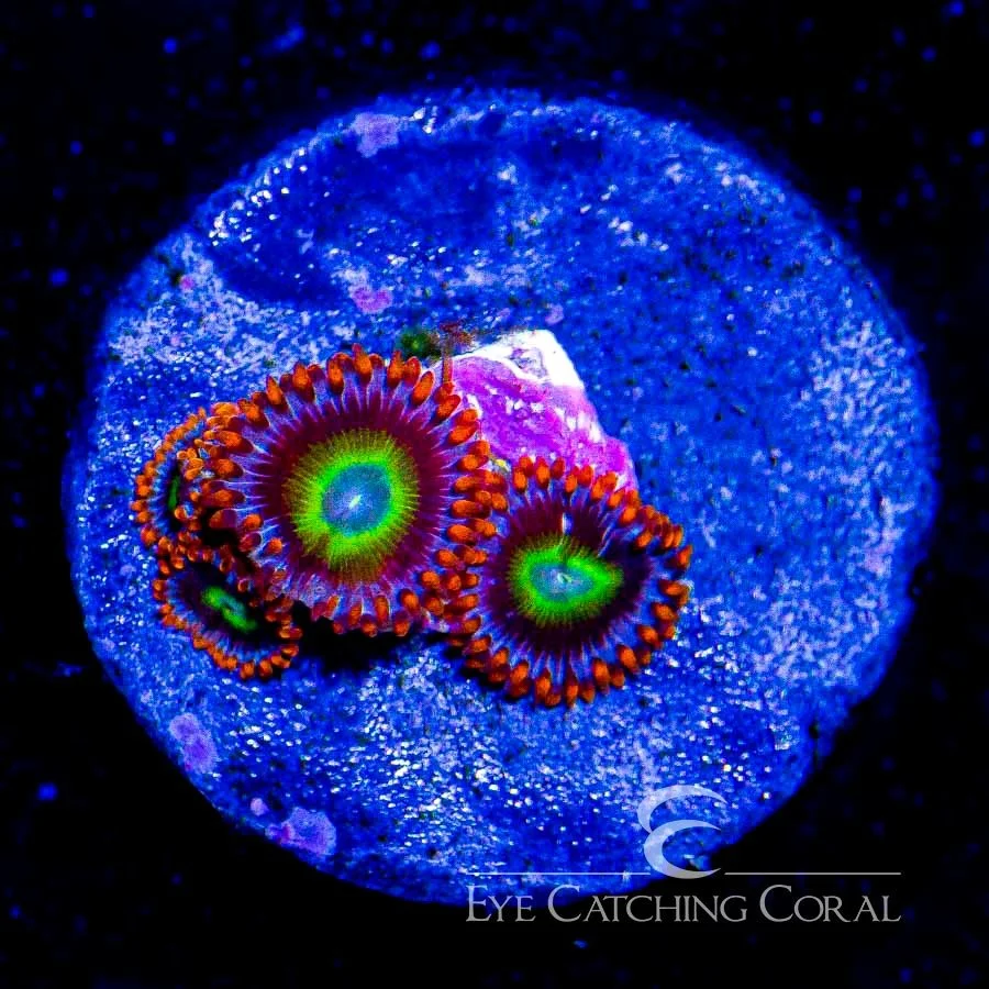 ECC Fruitopia Zoanthid Frag (4+ Polyp Average) — Special Order [AC423]
