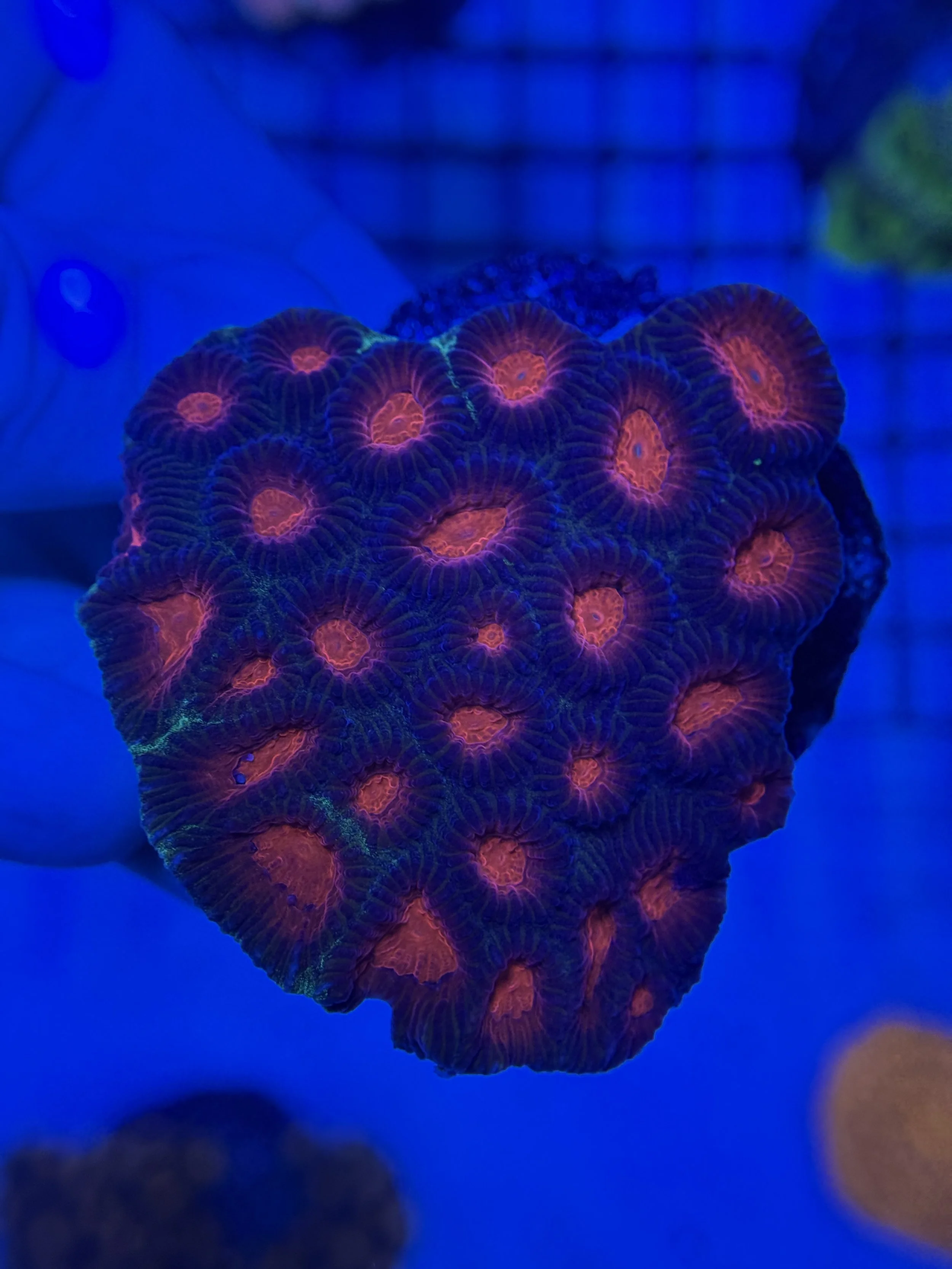 Red Favia Mini Colony