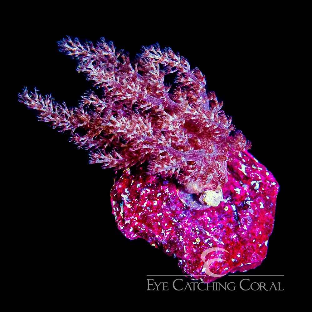 ECC Kenya Tree XL Frag (On 2-2.5" Real Reef Disc) — Special Order [F1AC908]