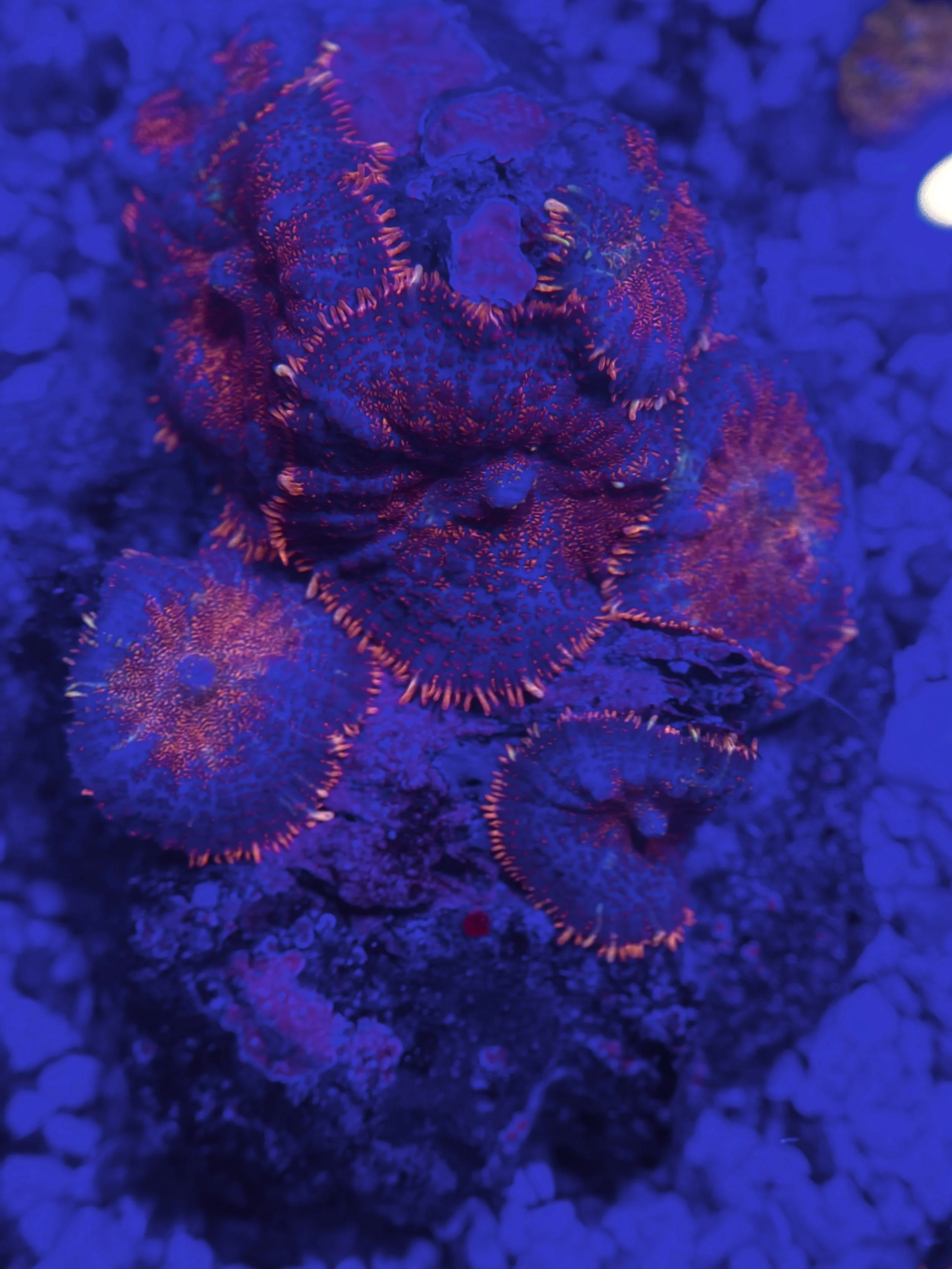 SUPERMAN RHODACTIS MUSHROOM