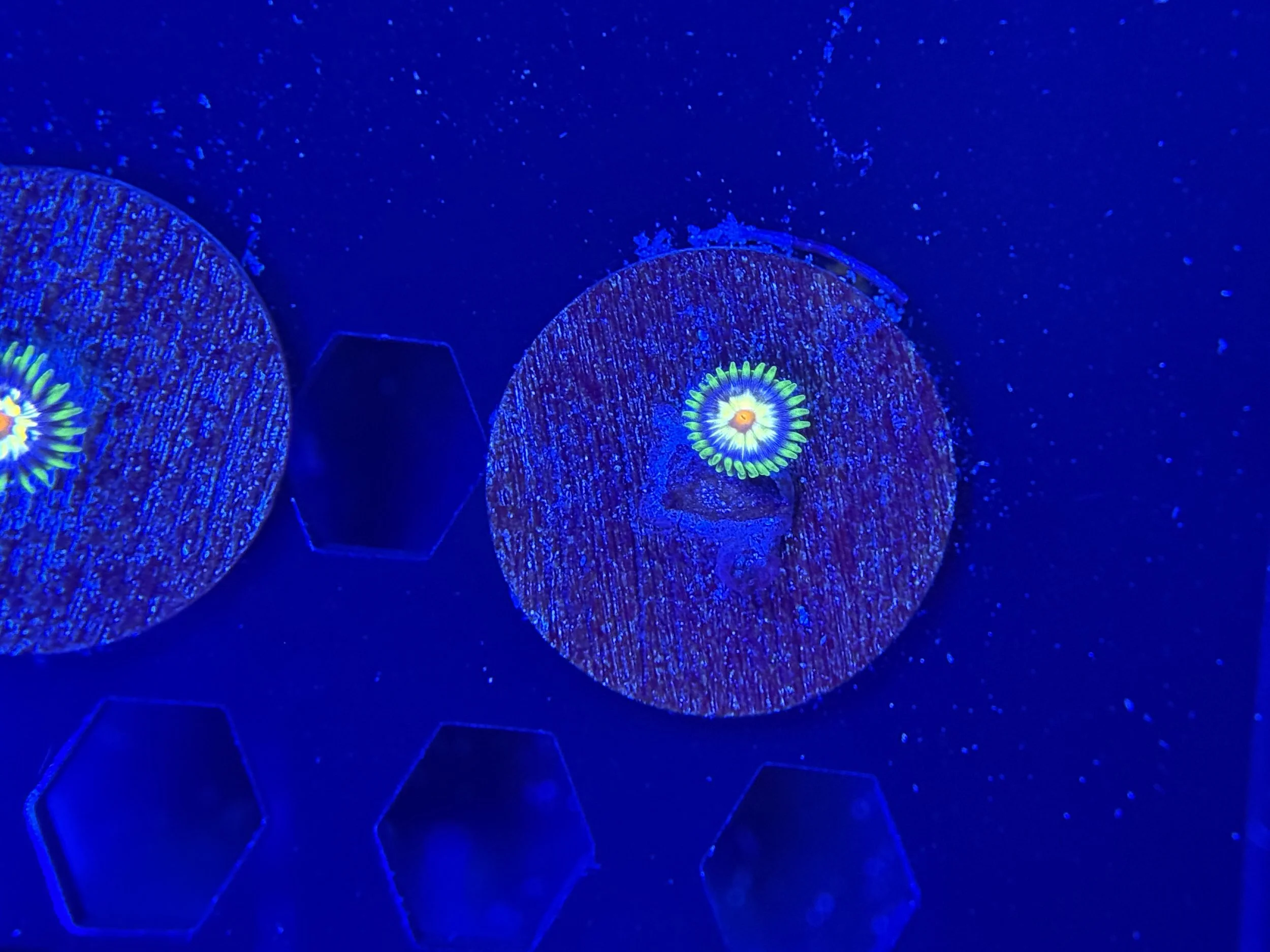 Daisy Cutter Single Polyp (Copy)