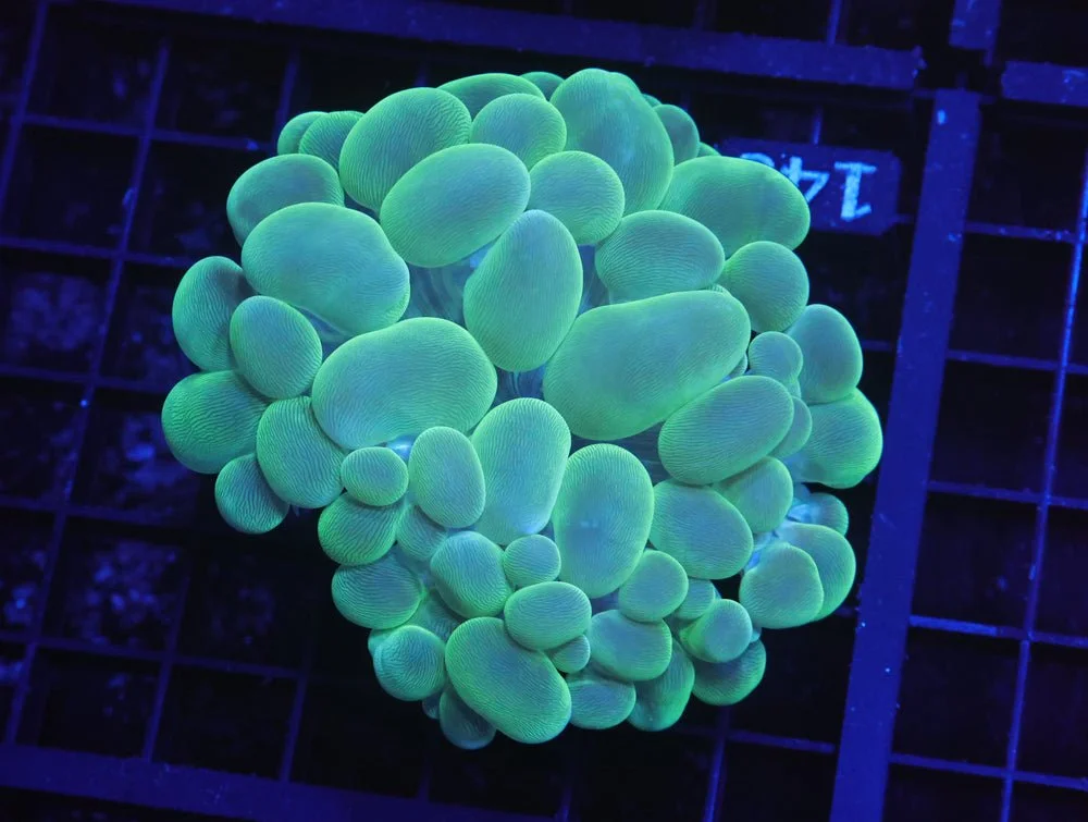 B140 - Indo Radioactive Bubble Coral — Special Order [SDC-B140]