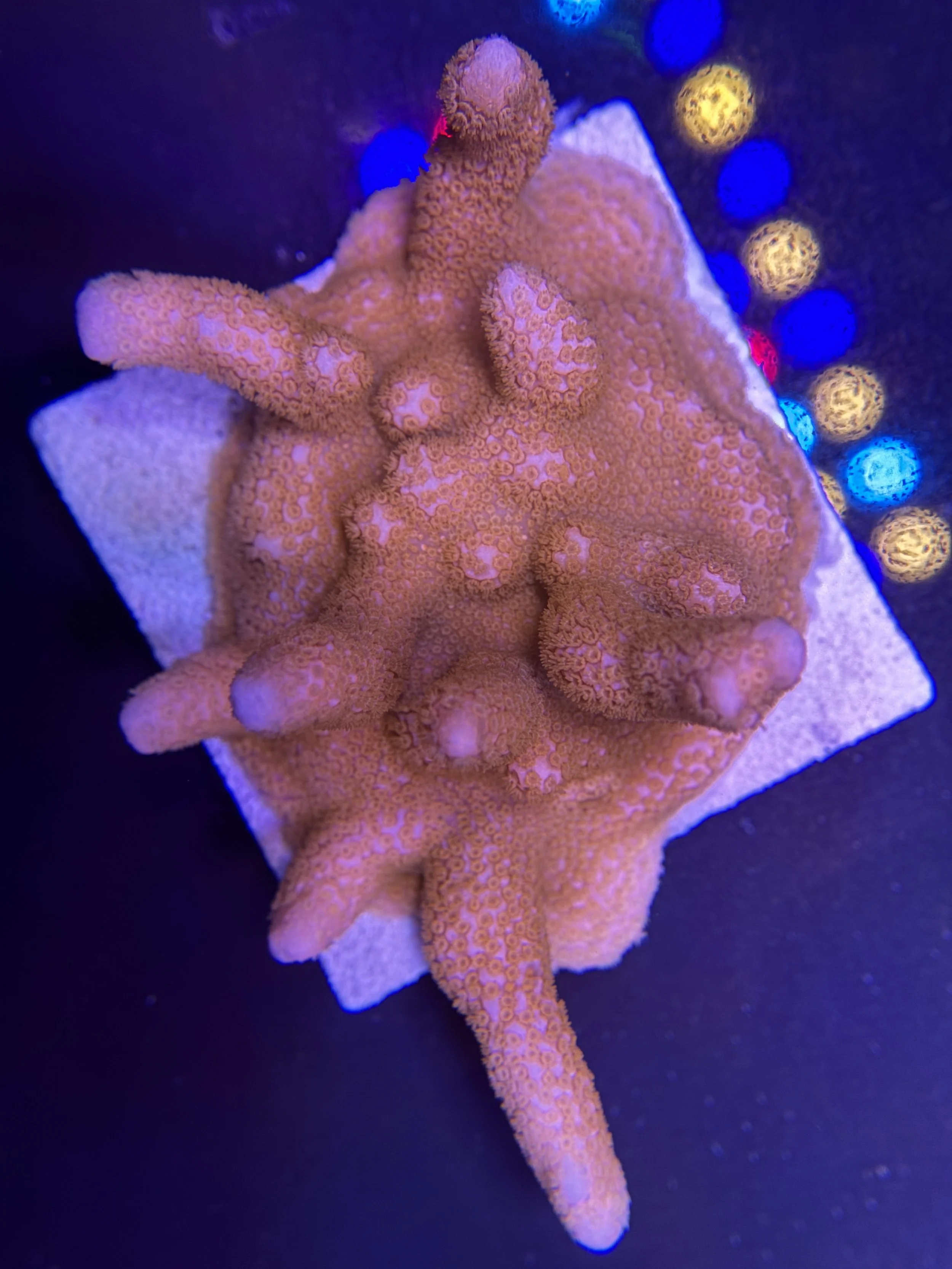 Peach Montipora Digitata Mini Colony