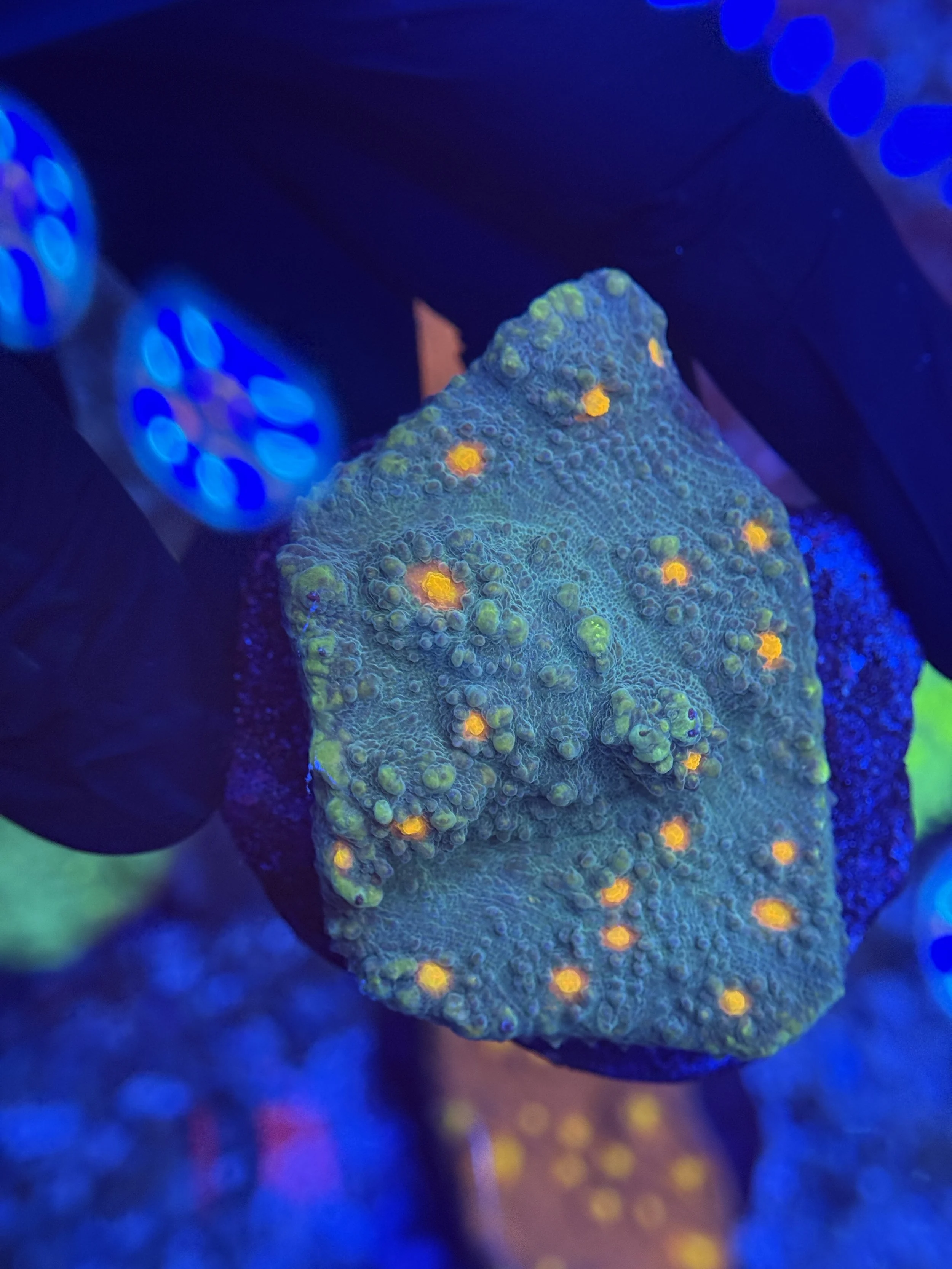 Chalice Mini Colony 003