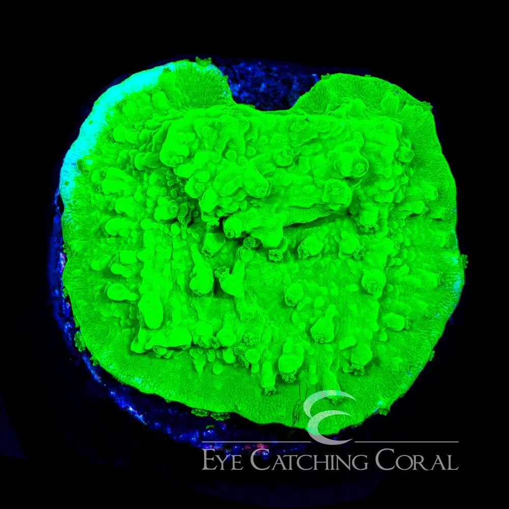 ECC Chemical Burn Montipora Frag — Special Order [AC1198]