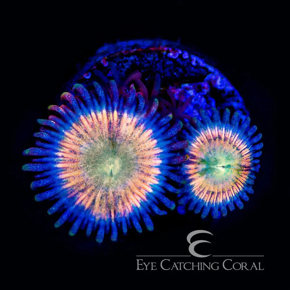 ECC Tangerang Zoanthid Frag (2+ Polyp Average) — Special Order [AC855]