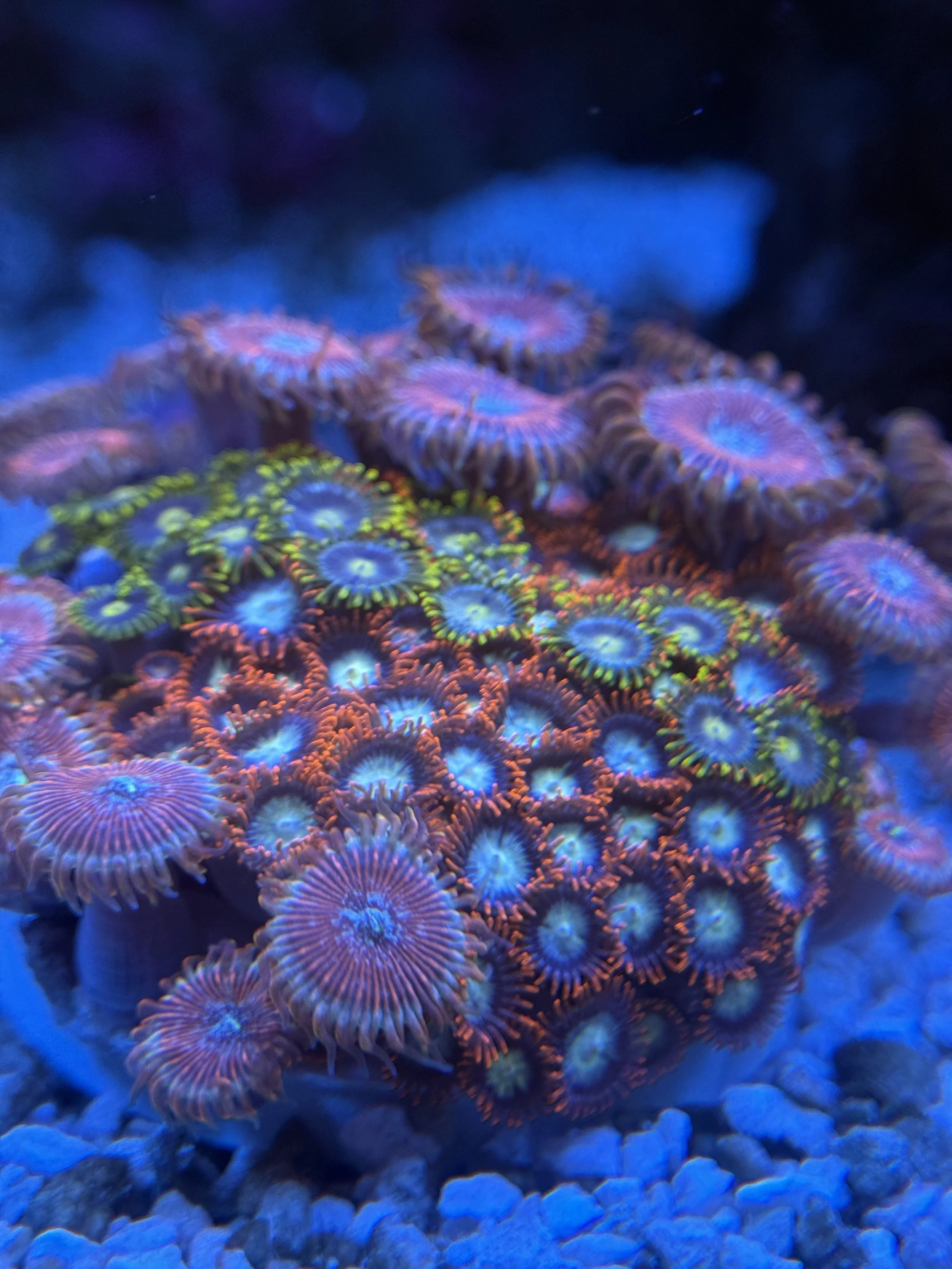 RAINBOW GARDEN ZOA