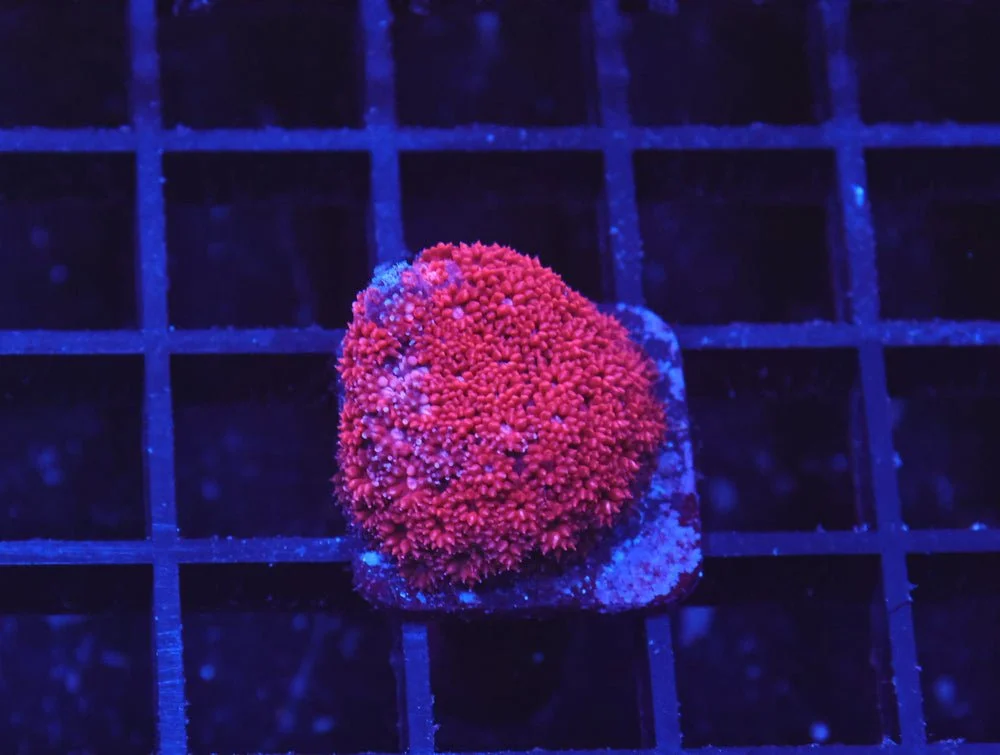 B123 - Indo Ruby Red Goniopora — Special Order [SDC-B123]
