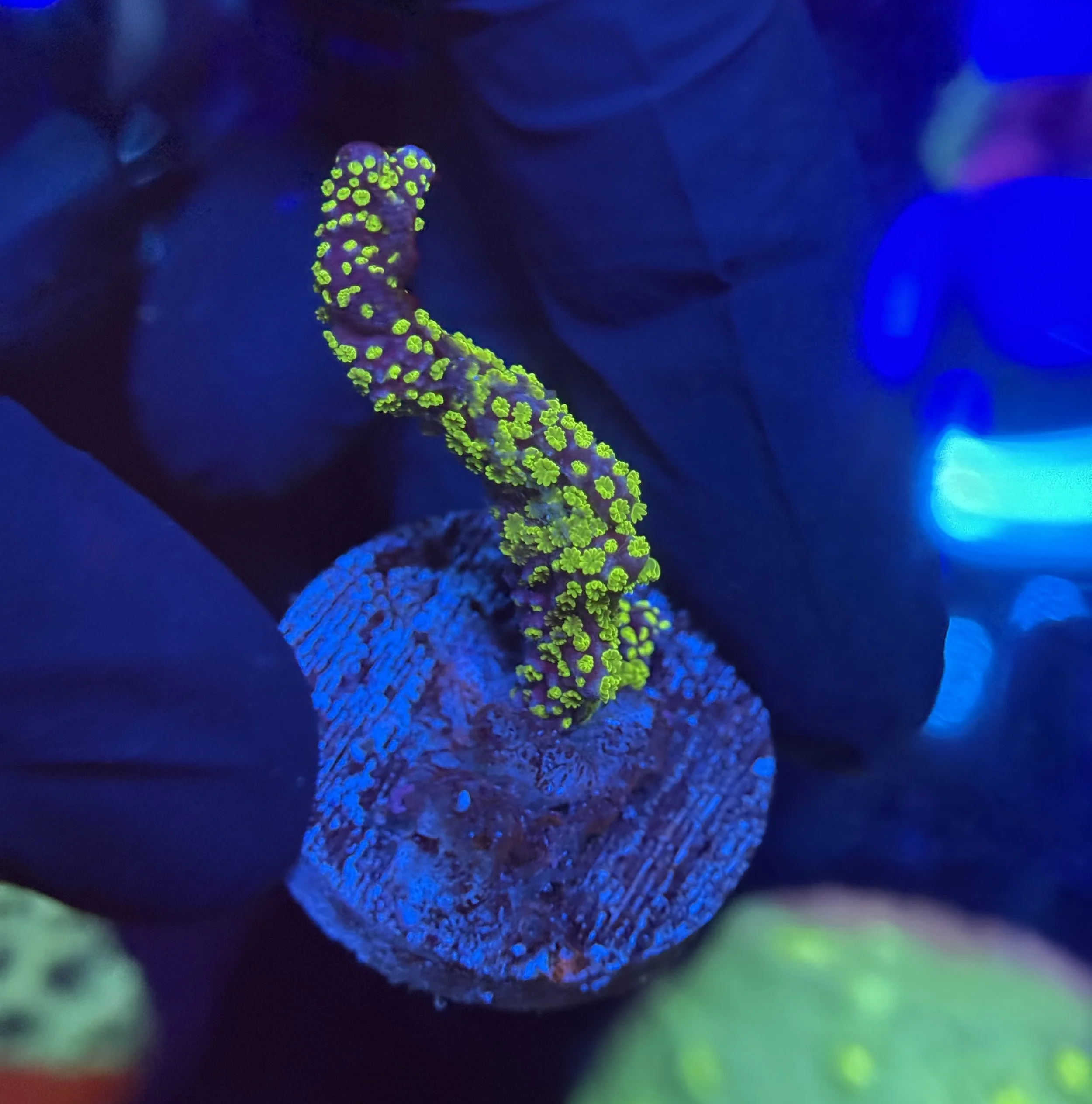 Tubbs Stellata Montipora Frag 002