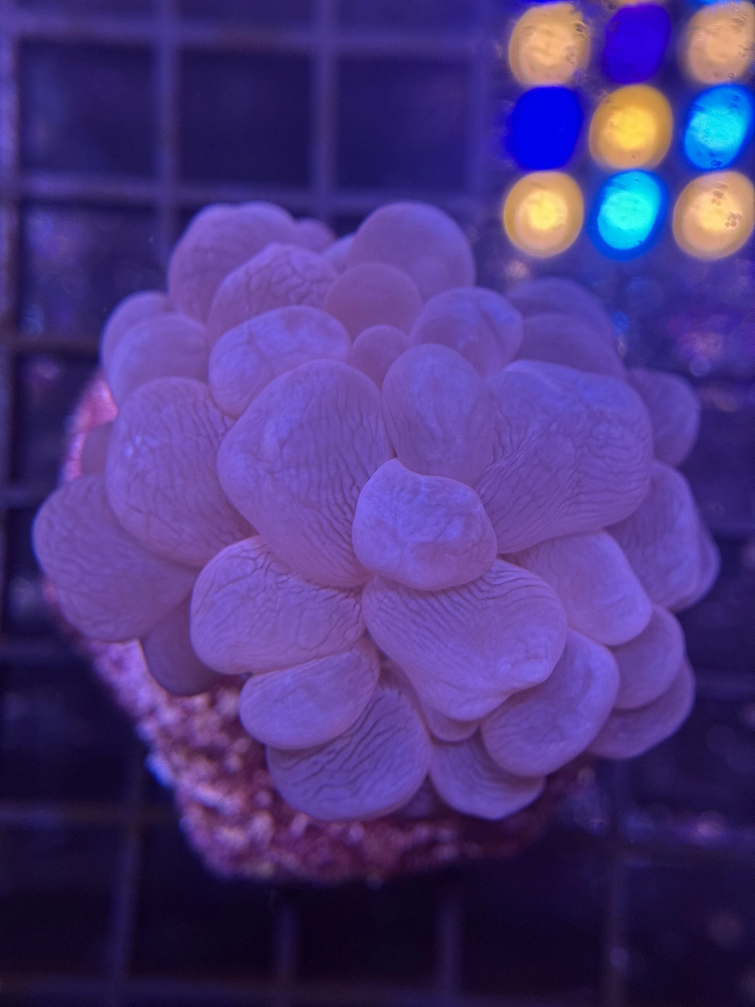 Bubble Coral Mini Colony