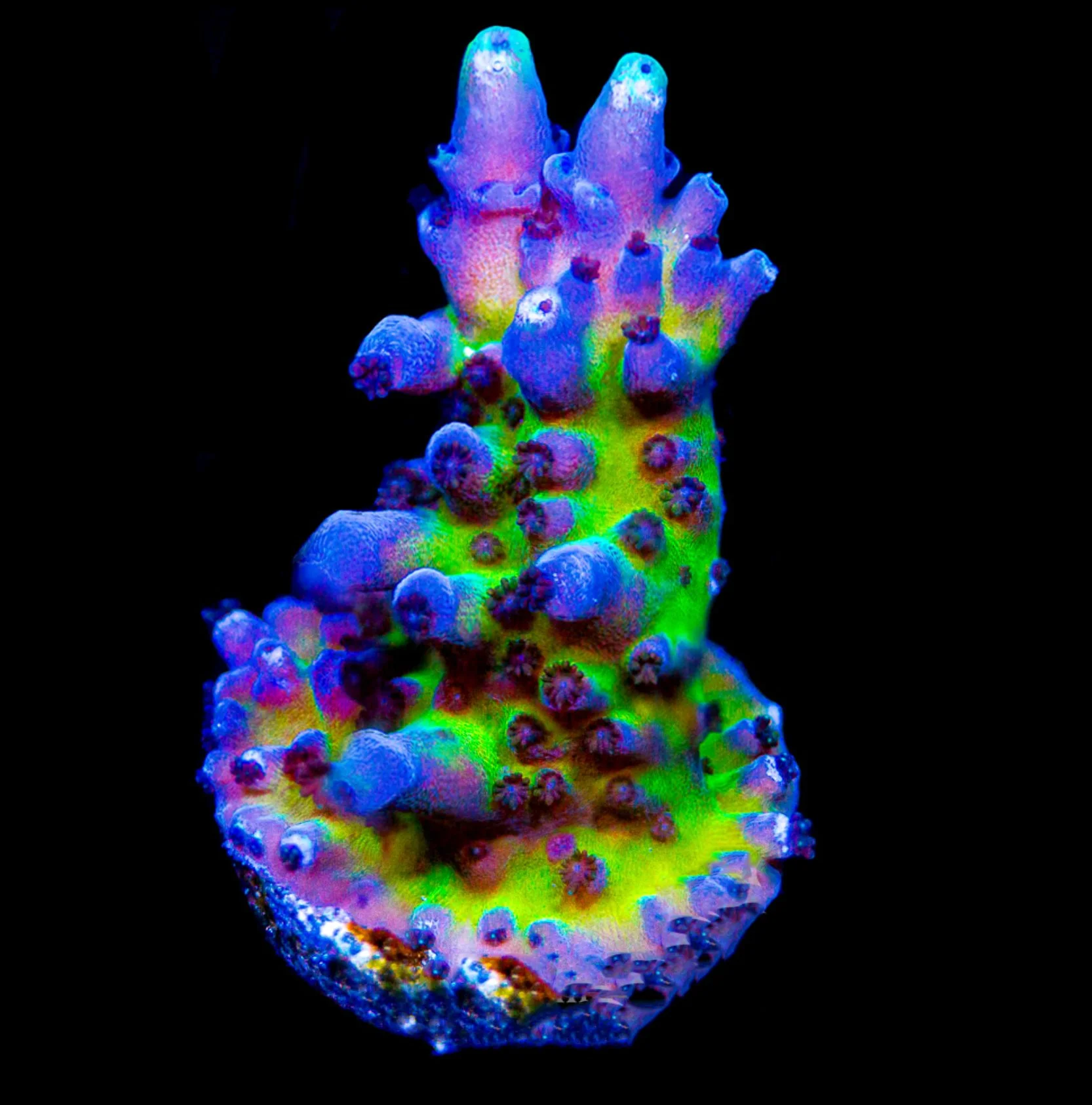 Miyagi Tort Acropora Frag