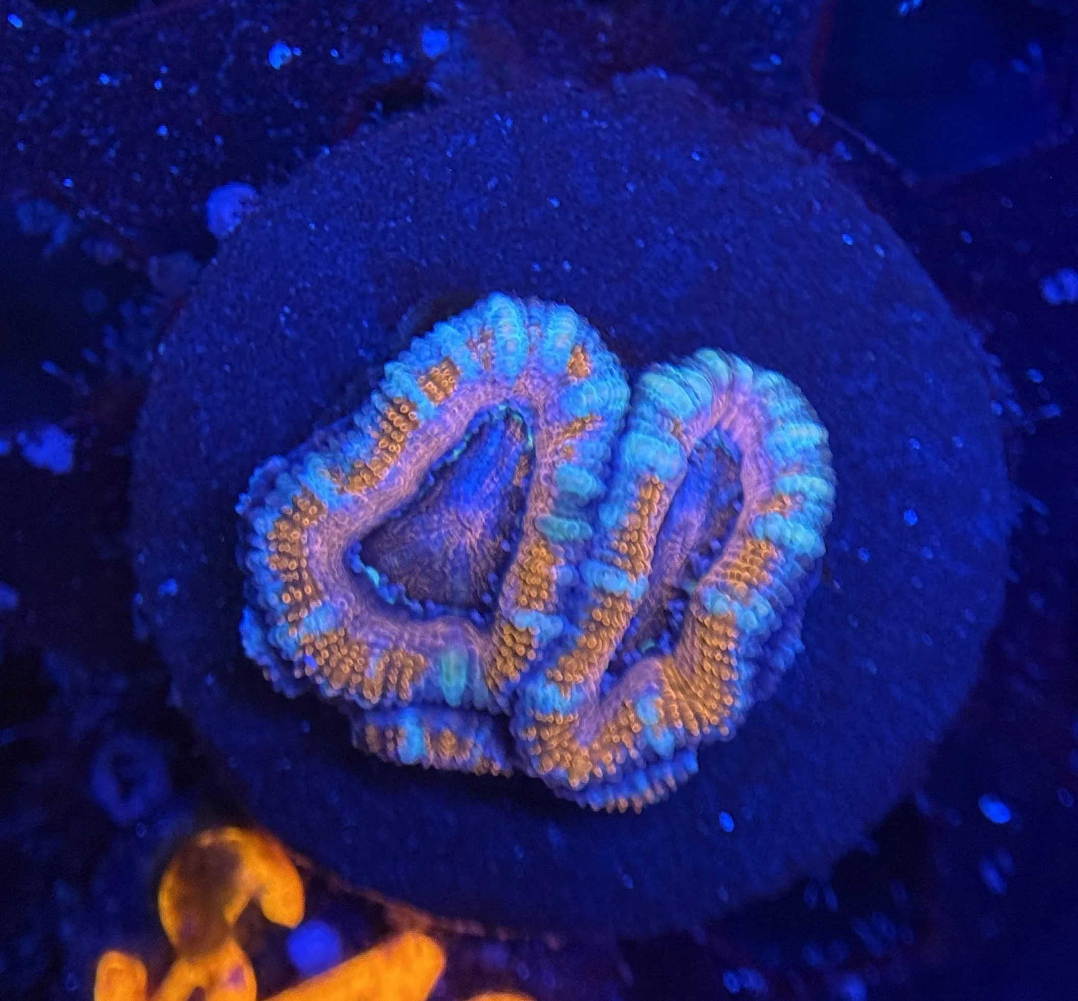 Acan Frag 003